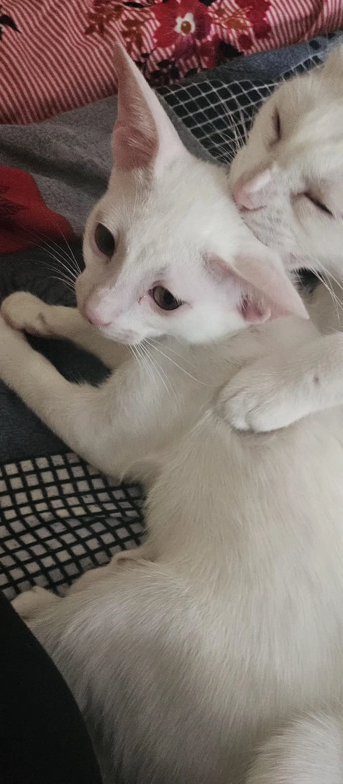 Billu - M.d. high secondary school Jehangirabad jinsi bhopal, Jahangirabad