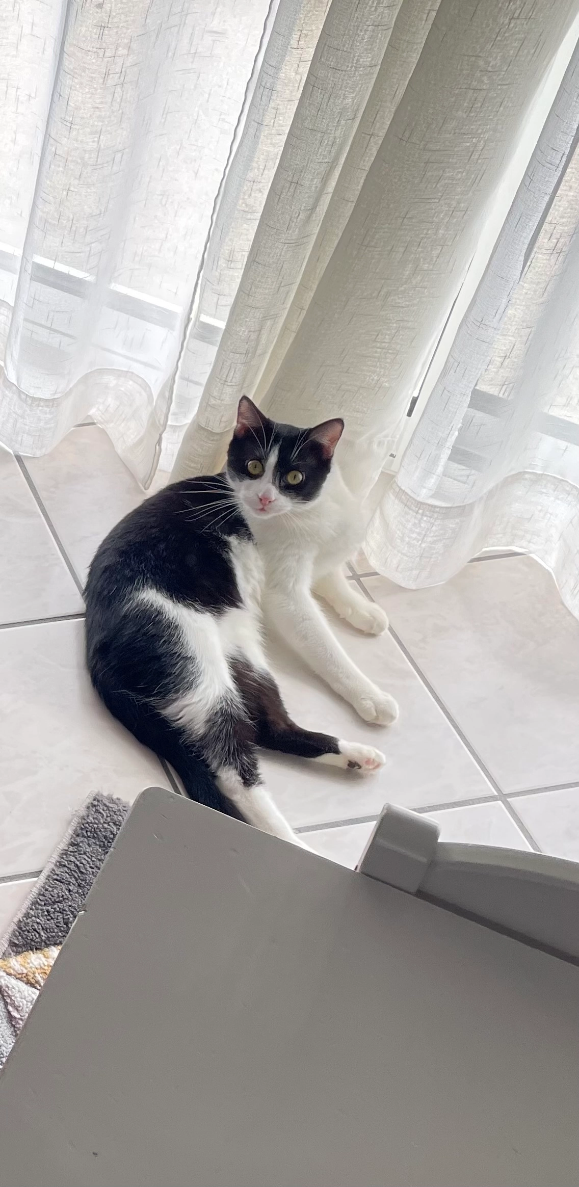 Pepito  - Rue Édith Piaf, Cébazat