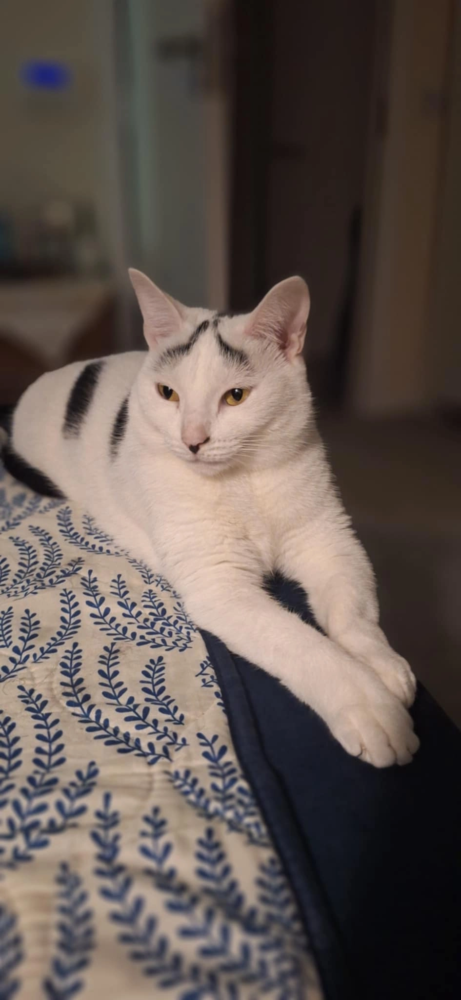 Minnie - Manor Court, Mallow