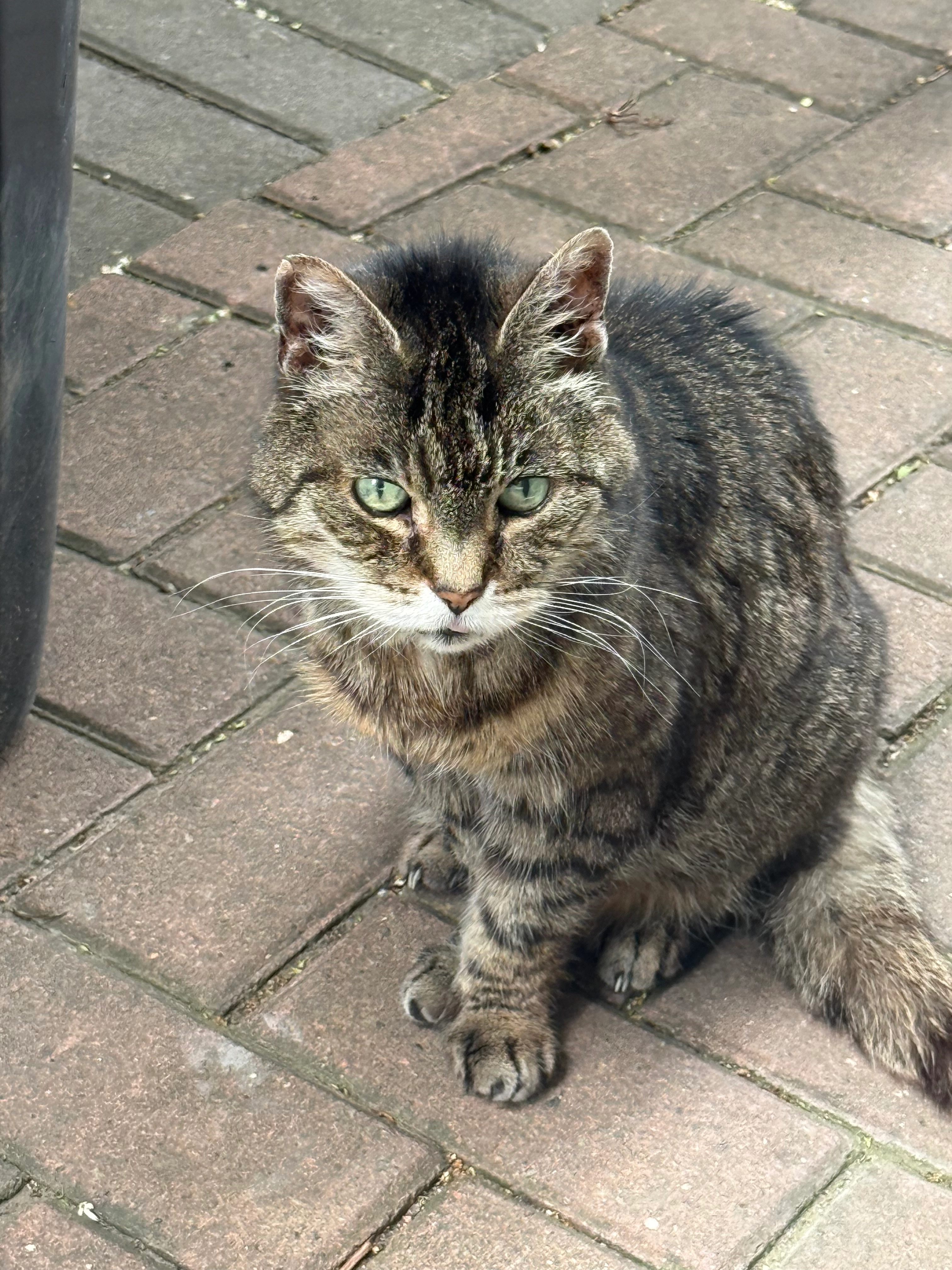 Tabby - James Reckitt Avenue, Hull