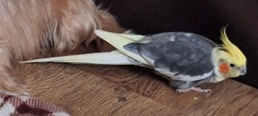 Fredek - Słowiańska, Łódź