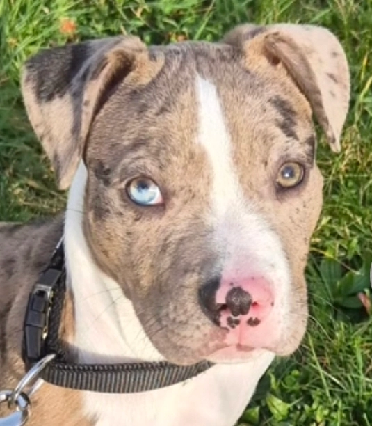 Athena  - 17380, Tonnay-Boutonne