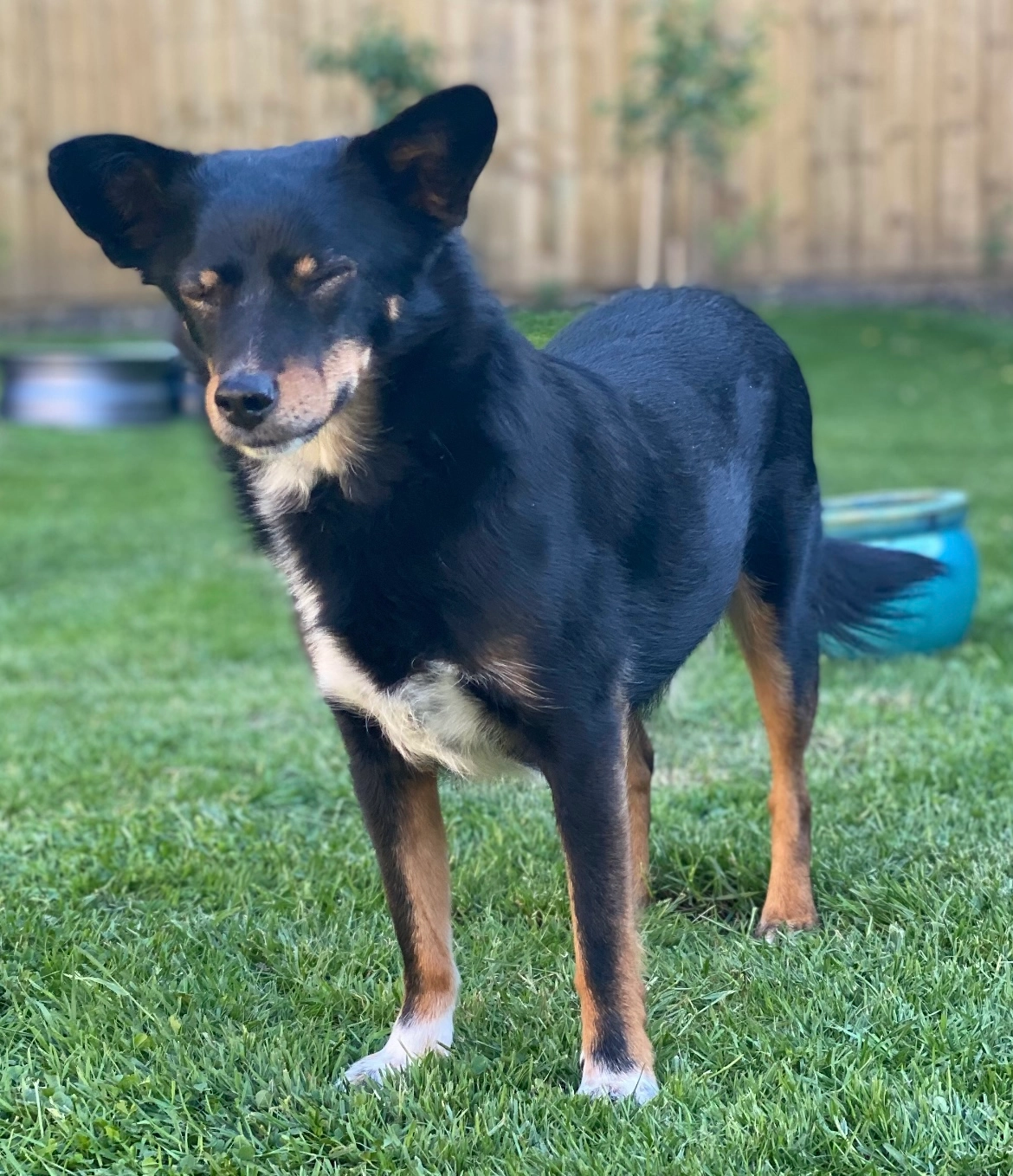 Tia - Greenfield, Edenbridge