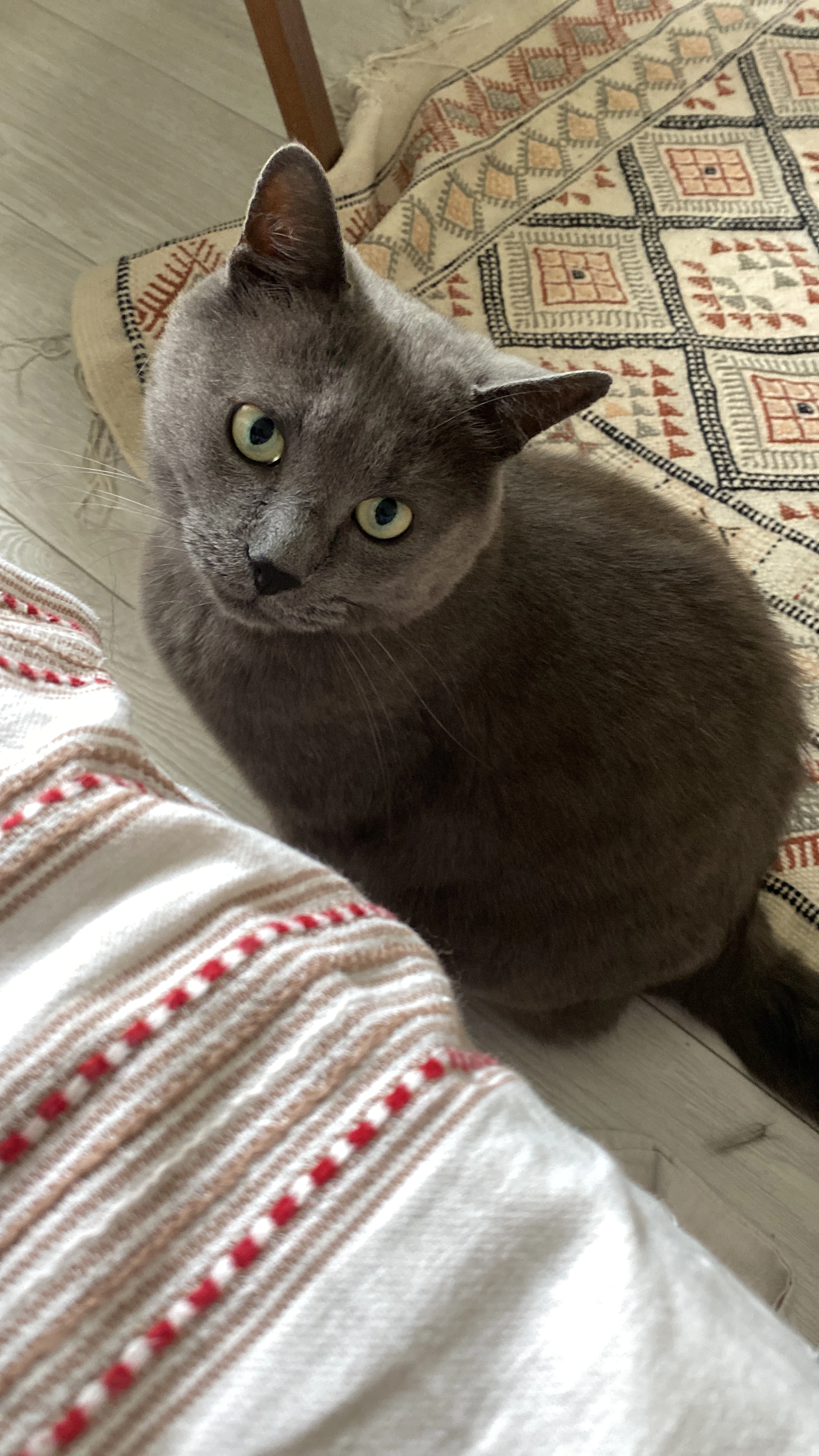 Gribouille - Rue Jules César , Franconville