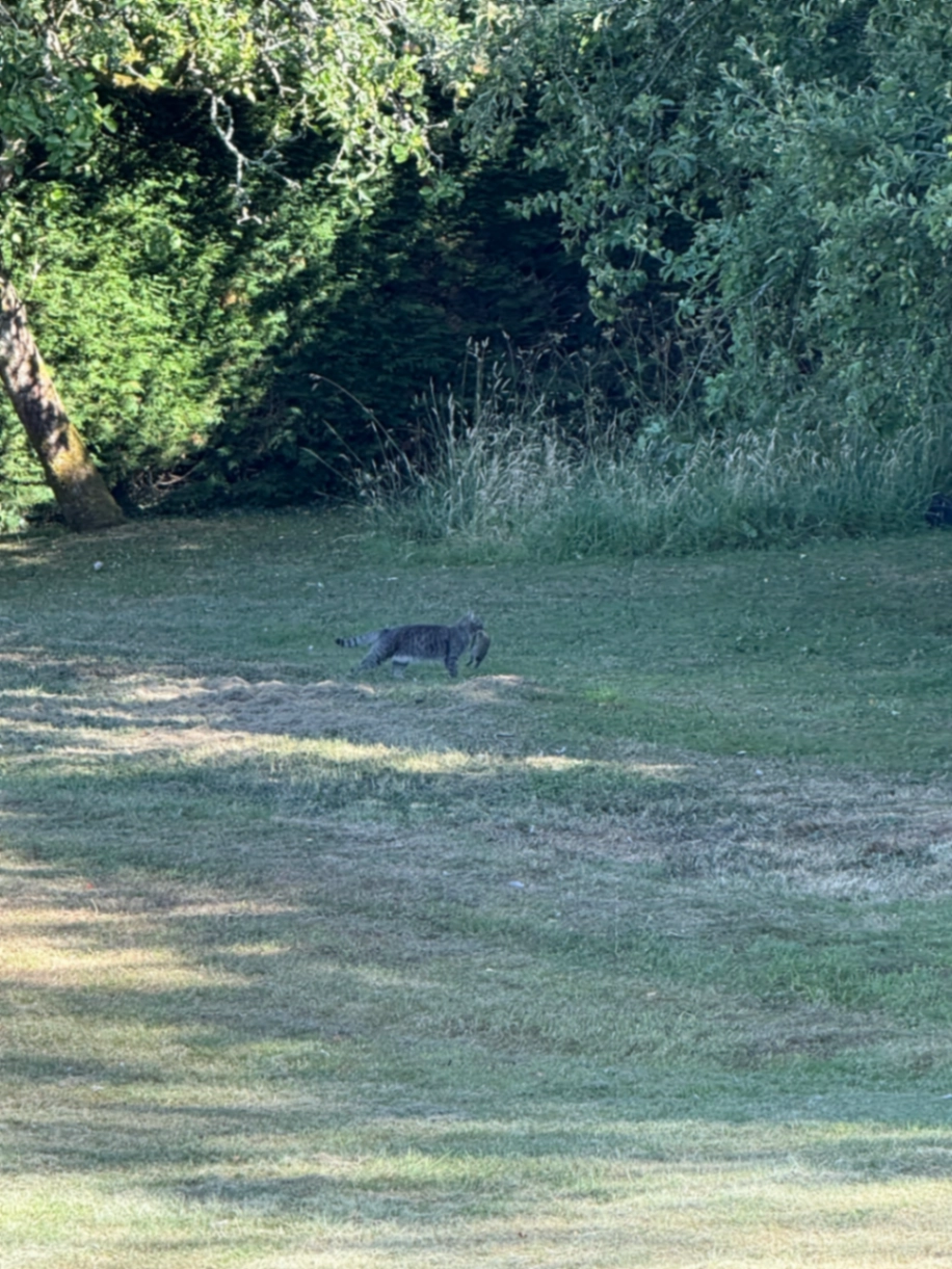 Snowy - Cleevelands Avenue, Cheltenham