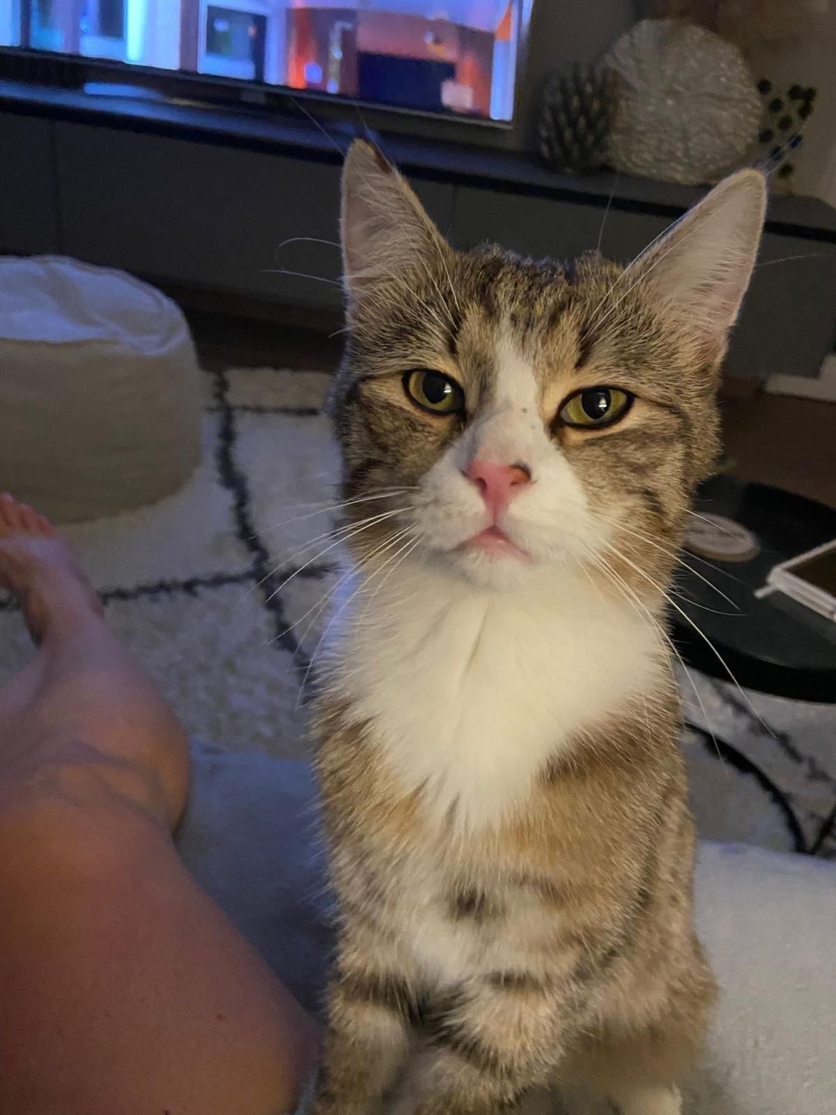 Chipsy - Fritz-Matzner-Weg 50, Werndorf