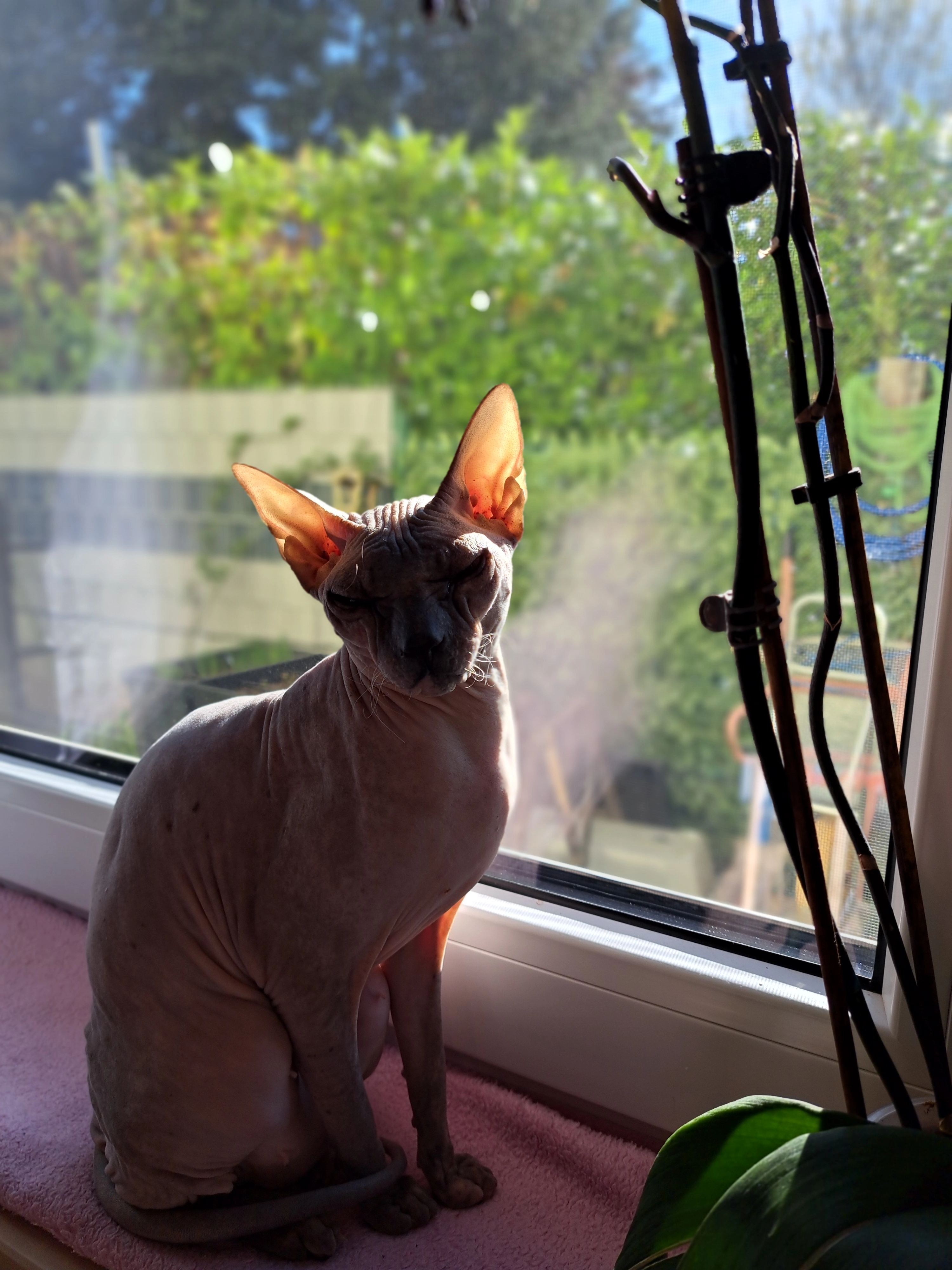 Sima - Annastraße, Erftstadt