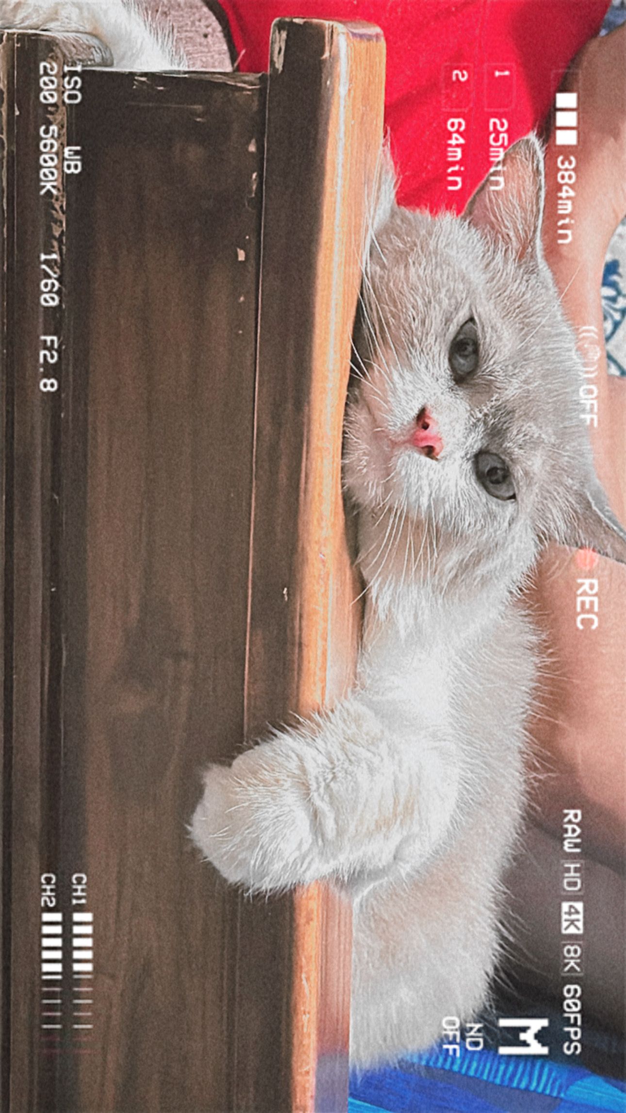 Coco - 426 Pasir Ris Drive 6, Singapore