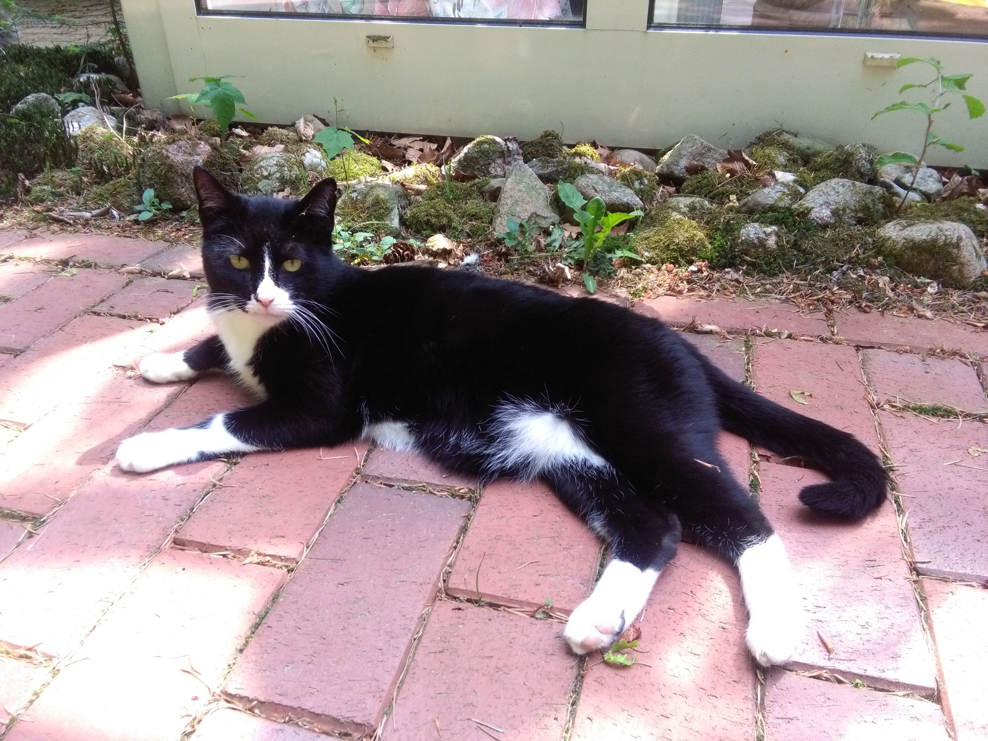 Dusty - Auf Dem Kamp, Wildeshausen