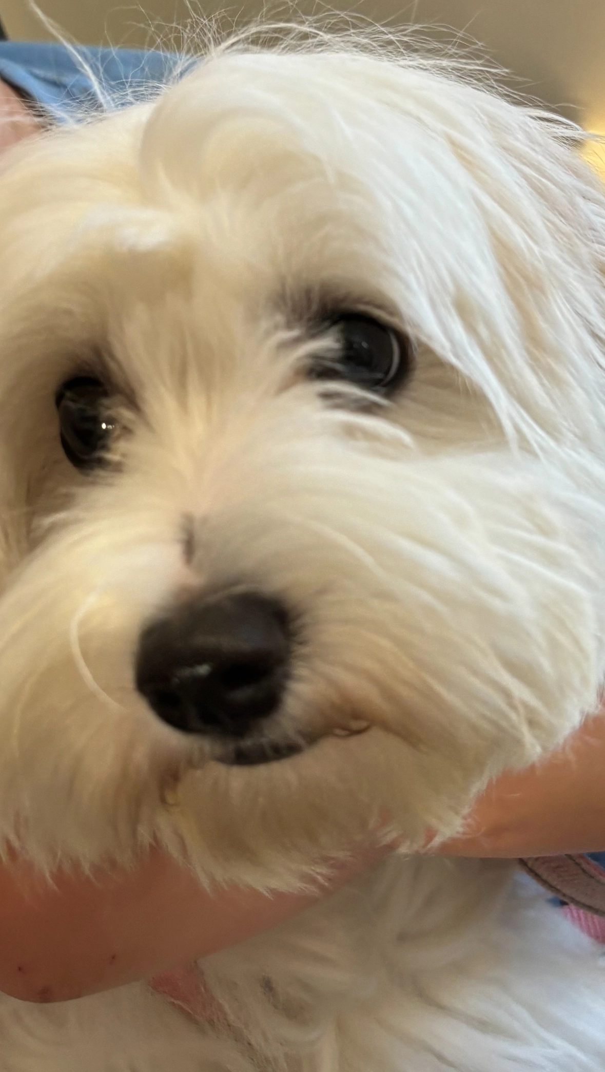 Snowy - Arundel Avenue, Morden