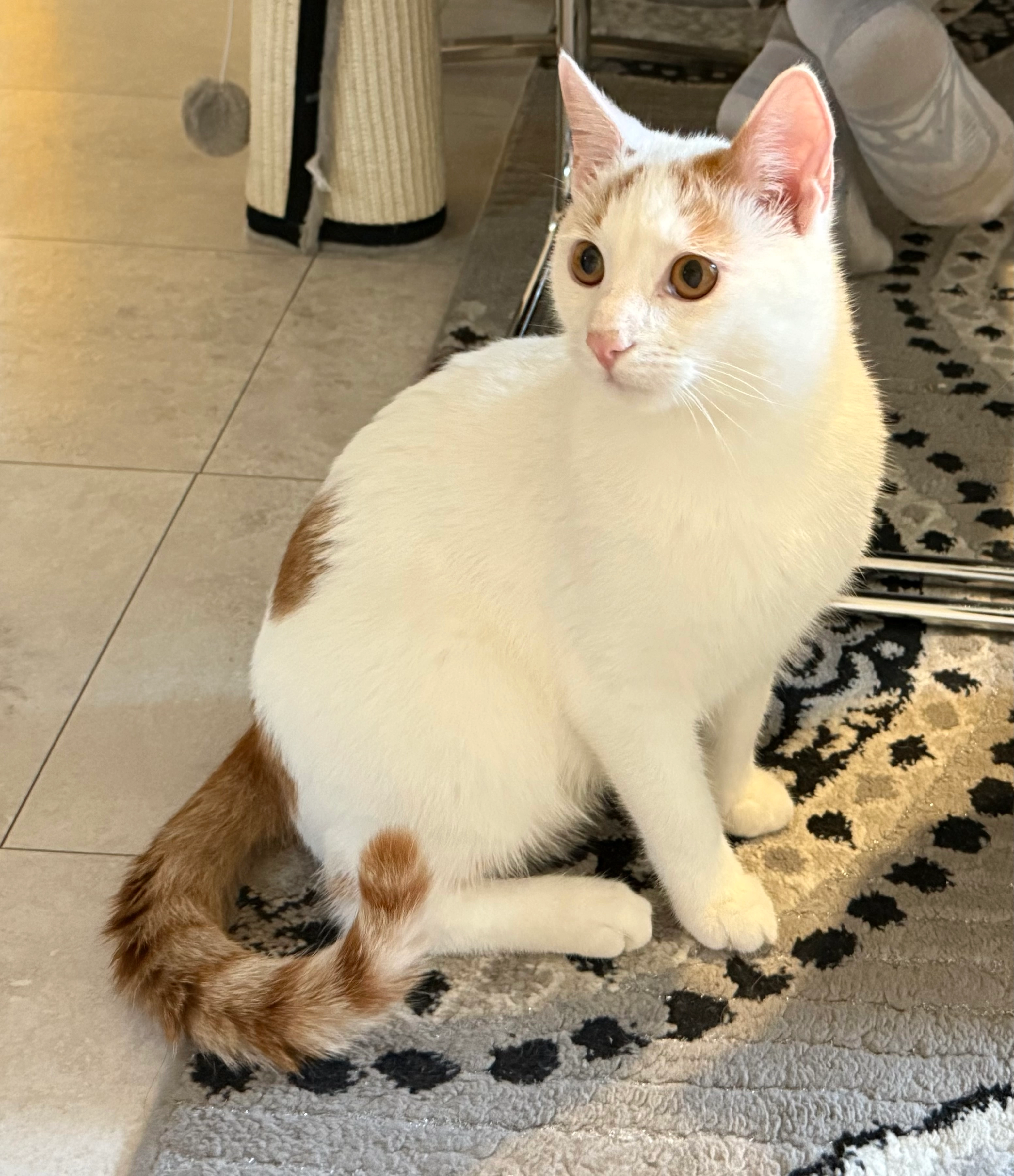 Babo - Schloßstraße, Horstmar