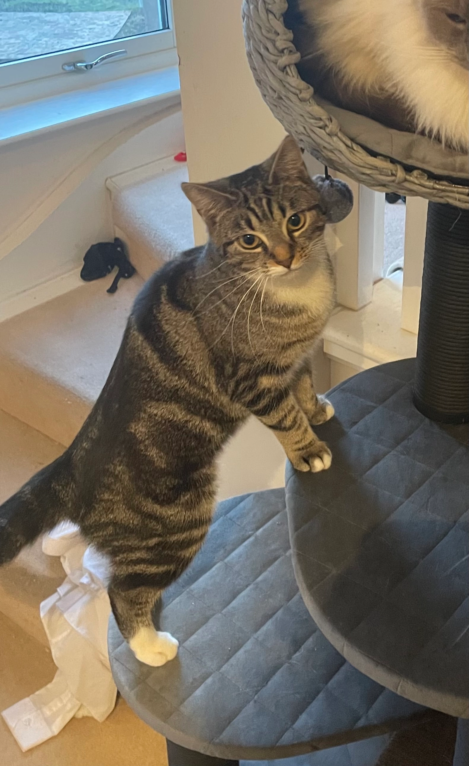 Skully - The Meadows, Aberdeen