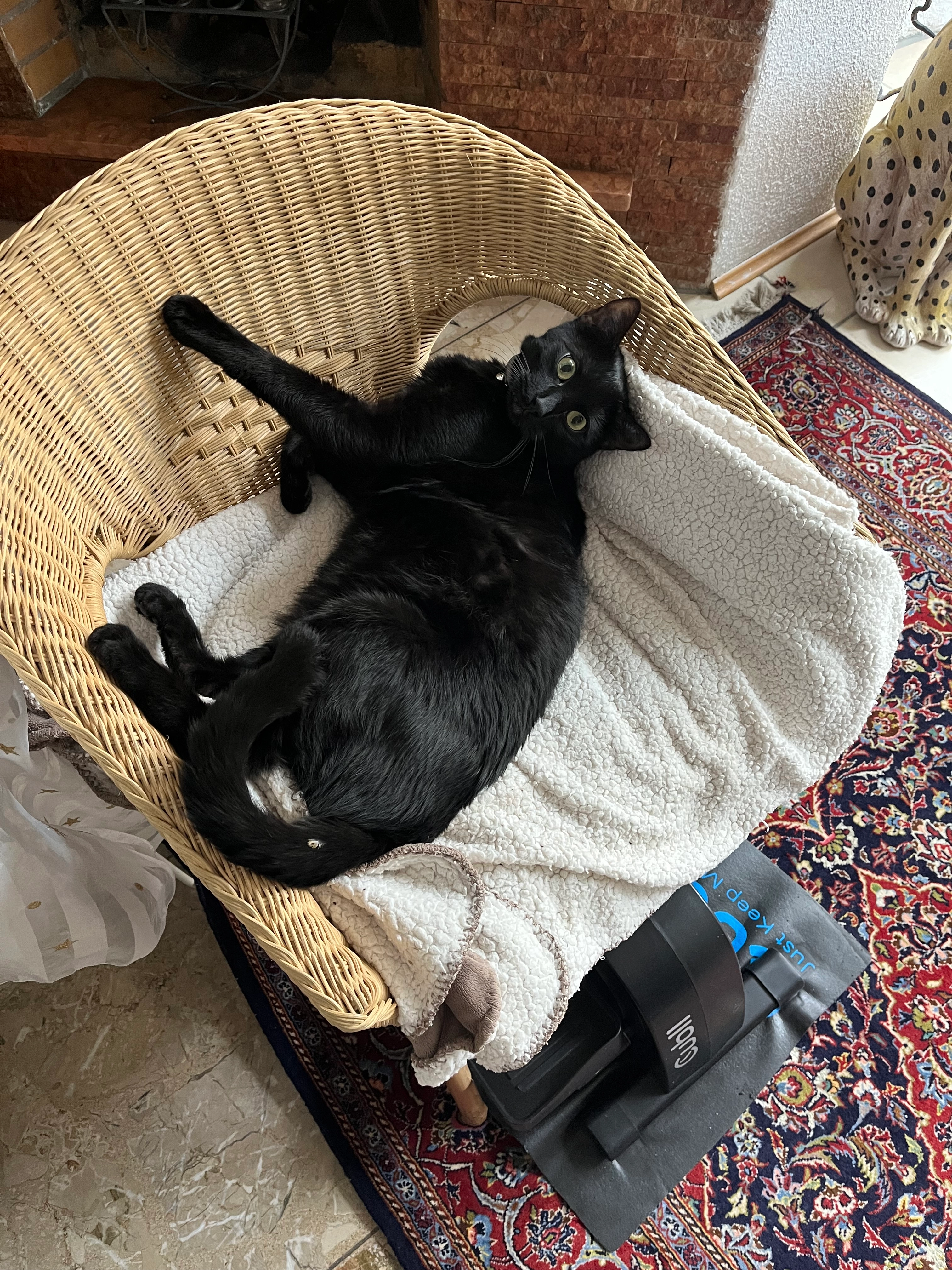 Freddy  - Karmeliterstraße, Ravensburg