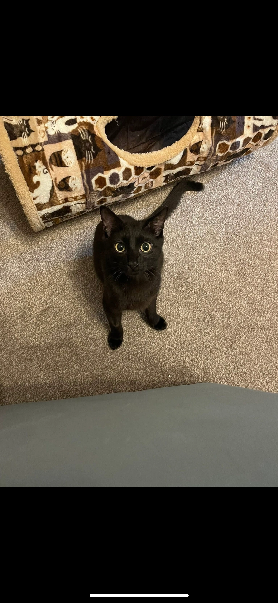 Swoop - Beech Crescent, Gorseinon