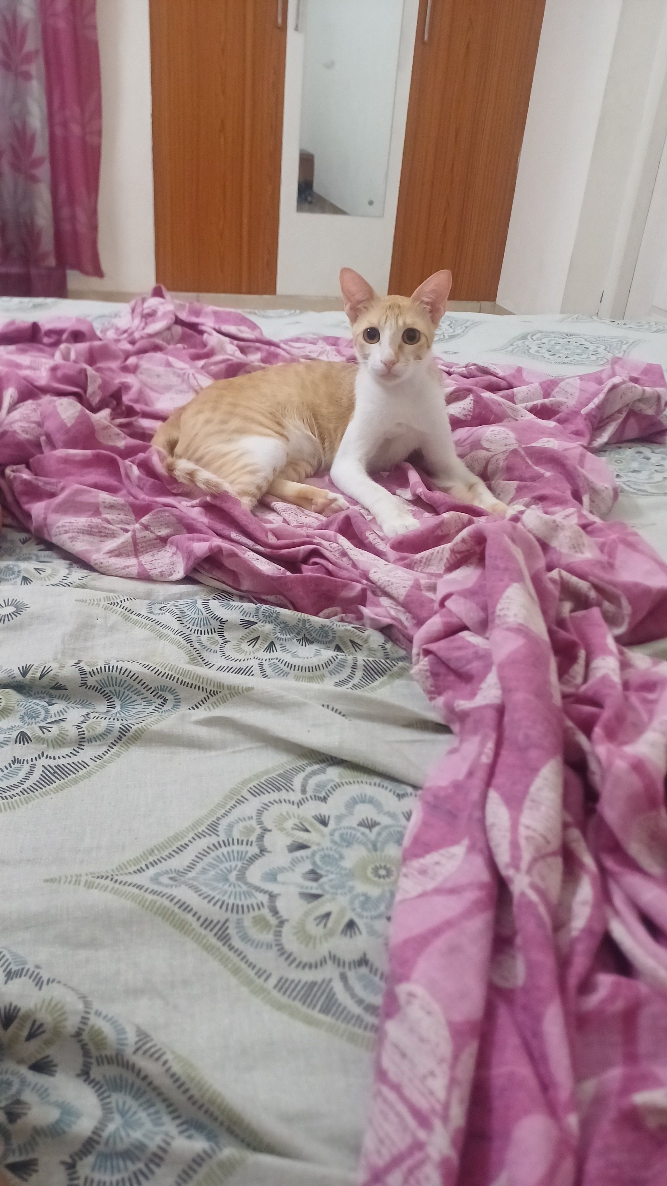 Nido - Pm Lane, Thrissur