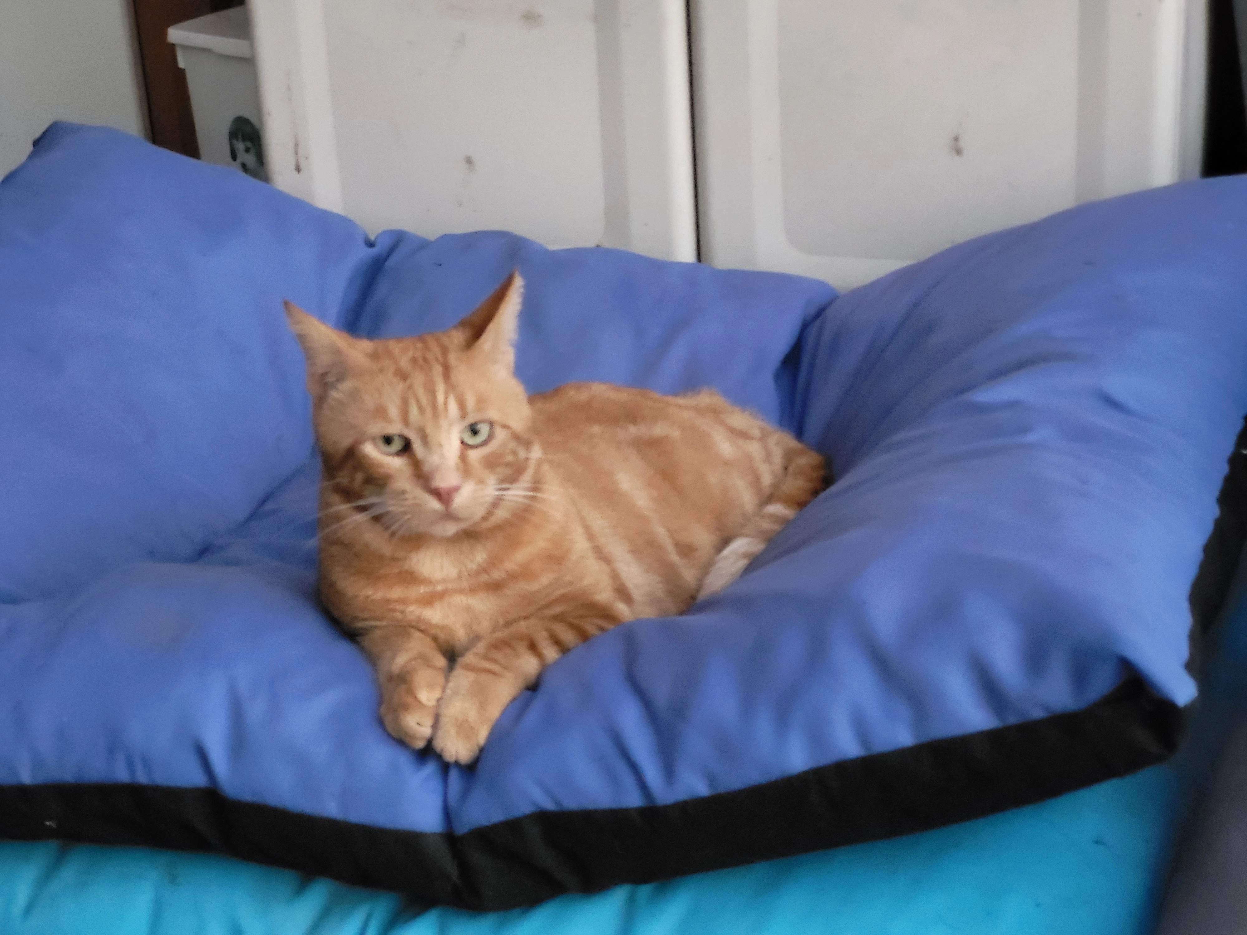 Garfild - Längenmoosweg, Balsthal