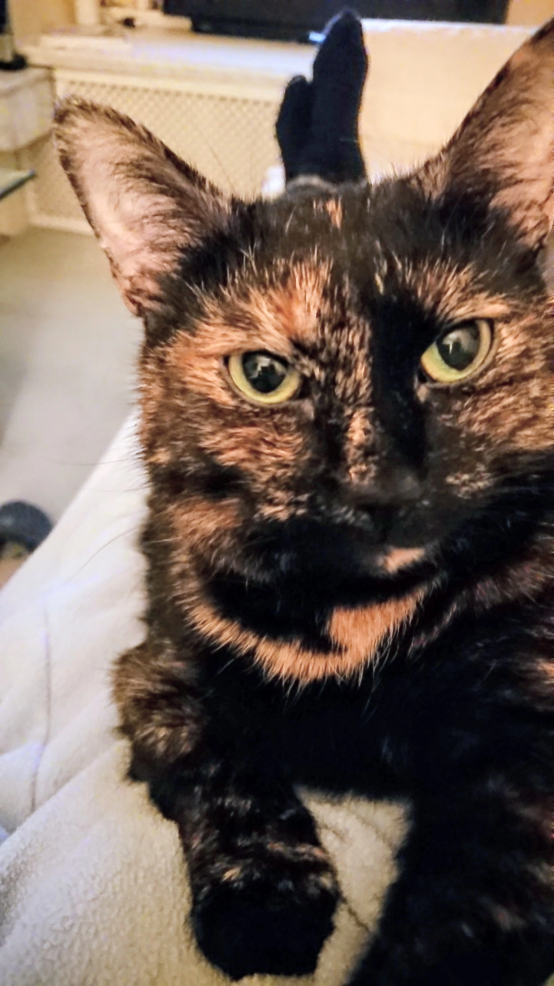 Luna - 30916, Isernhagen