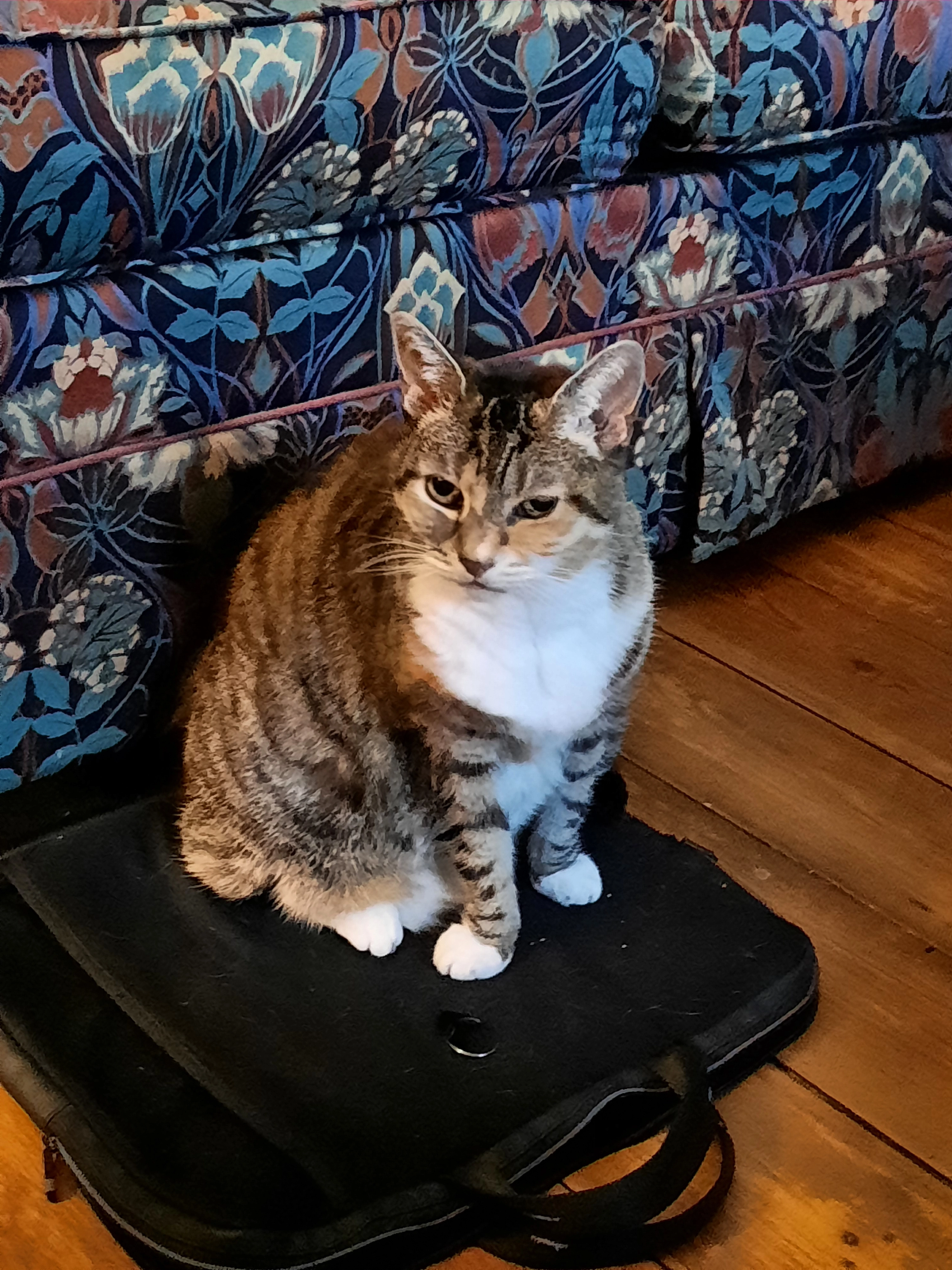 Tinkerbelle - Meadow View Close, Bath