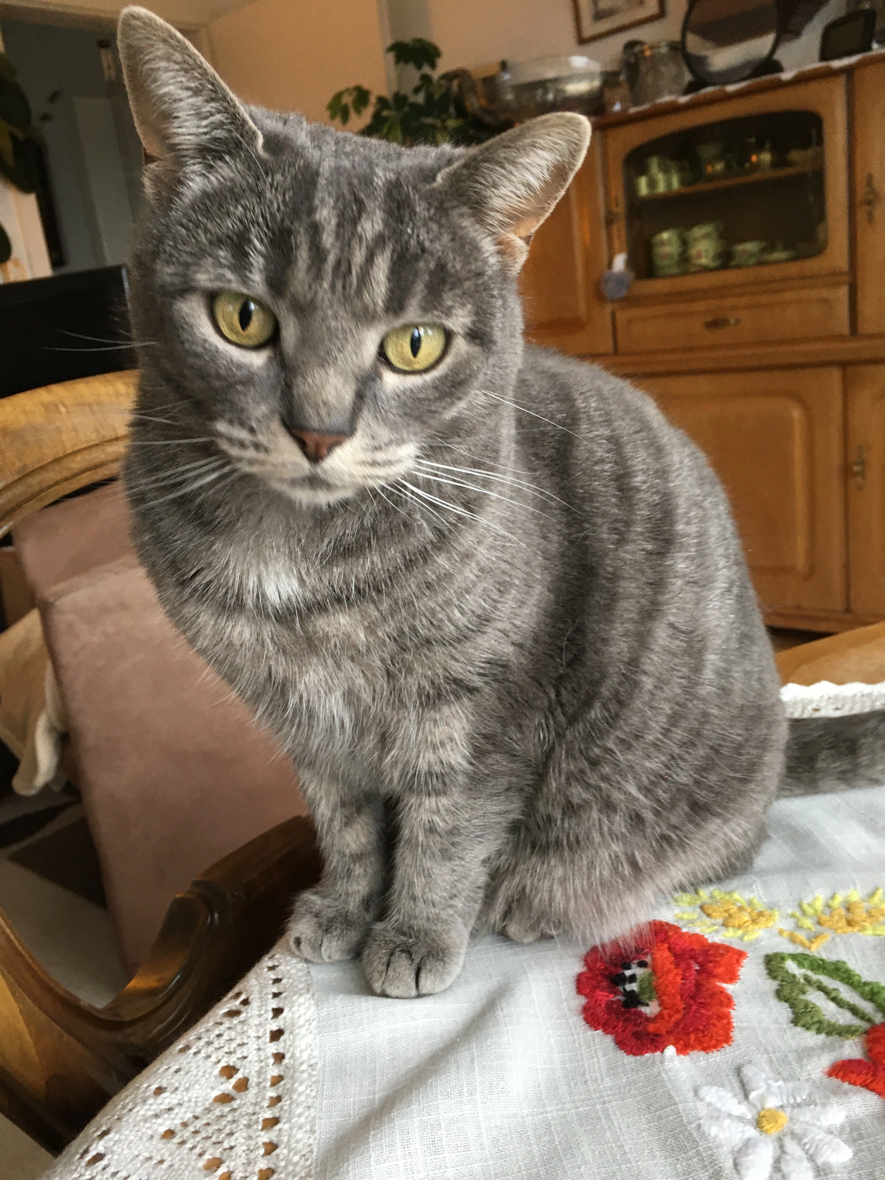 Knurrli( meite) - Chlenglerweg 27, Thayngen