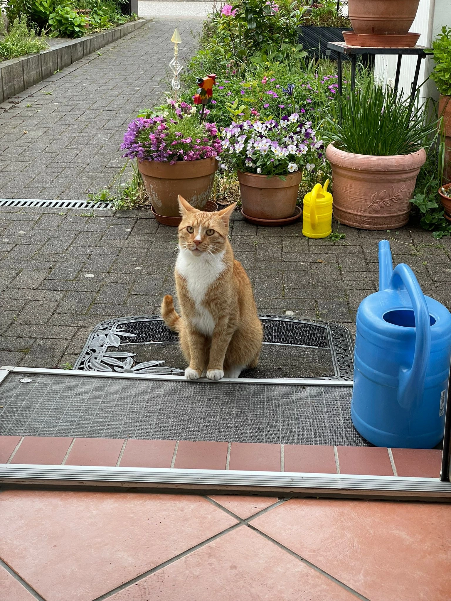 Spinky - Grönlandstraße, Lübeck