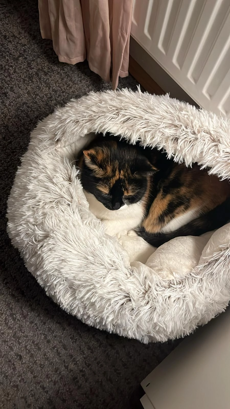 Lilly - Glaserstraße, Salzburg