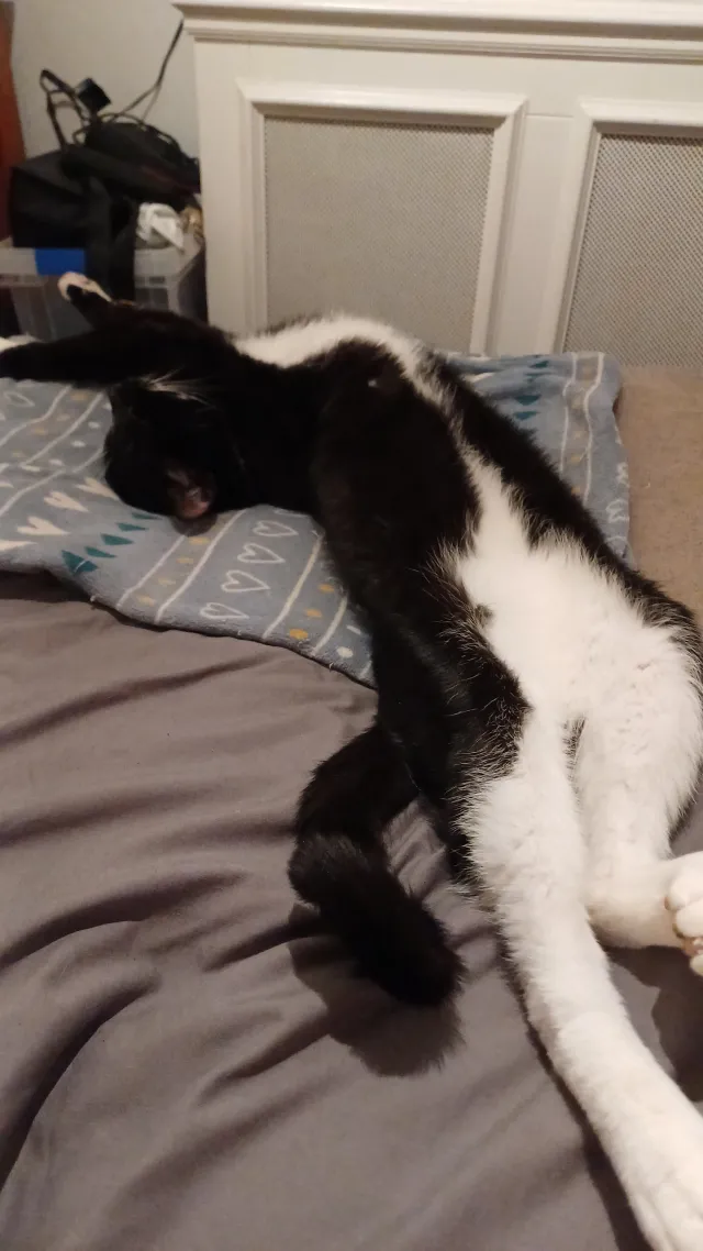 I want to report my cat as found - KT9 2, Chessington
