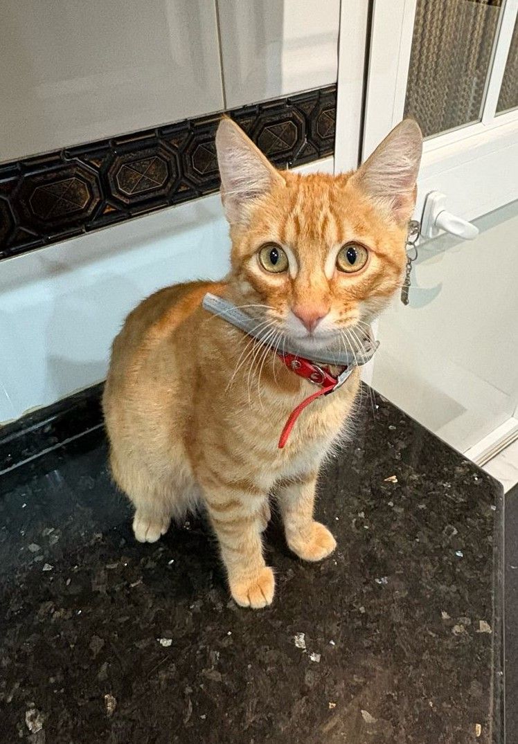 Robin - Avenida del Aljarafe, Bormujos