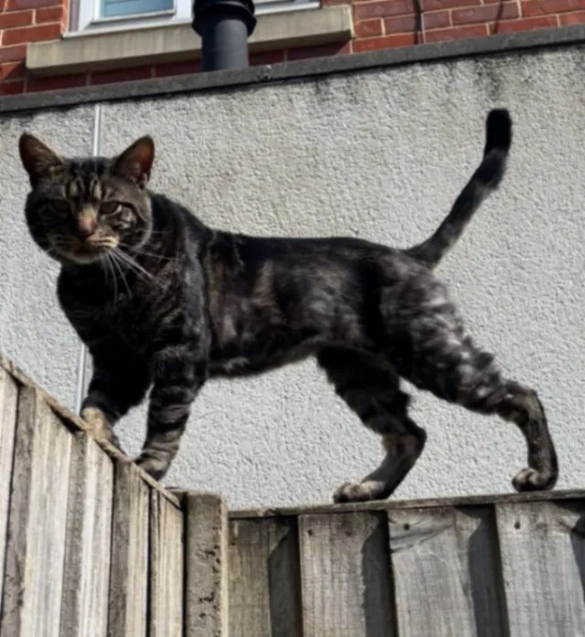 Fudge - Robson avenue , London