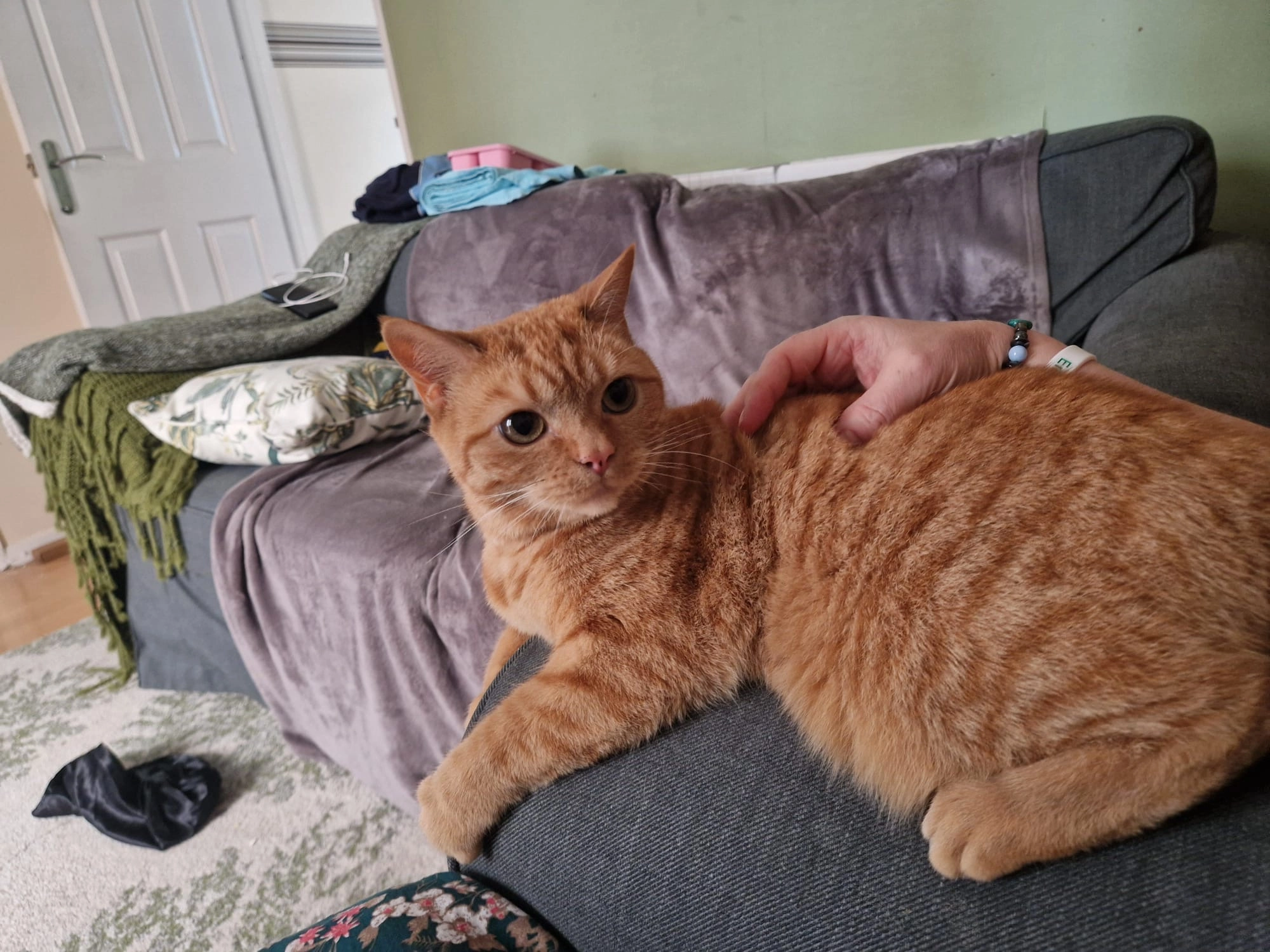 Bindi - Hawks Way, Ashford