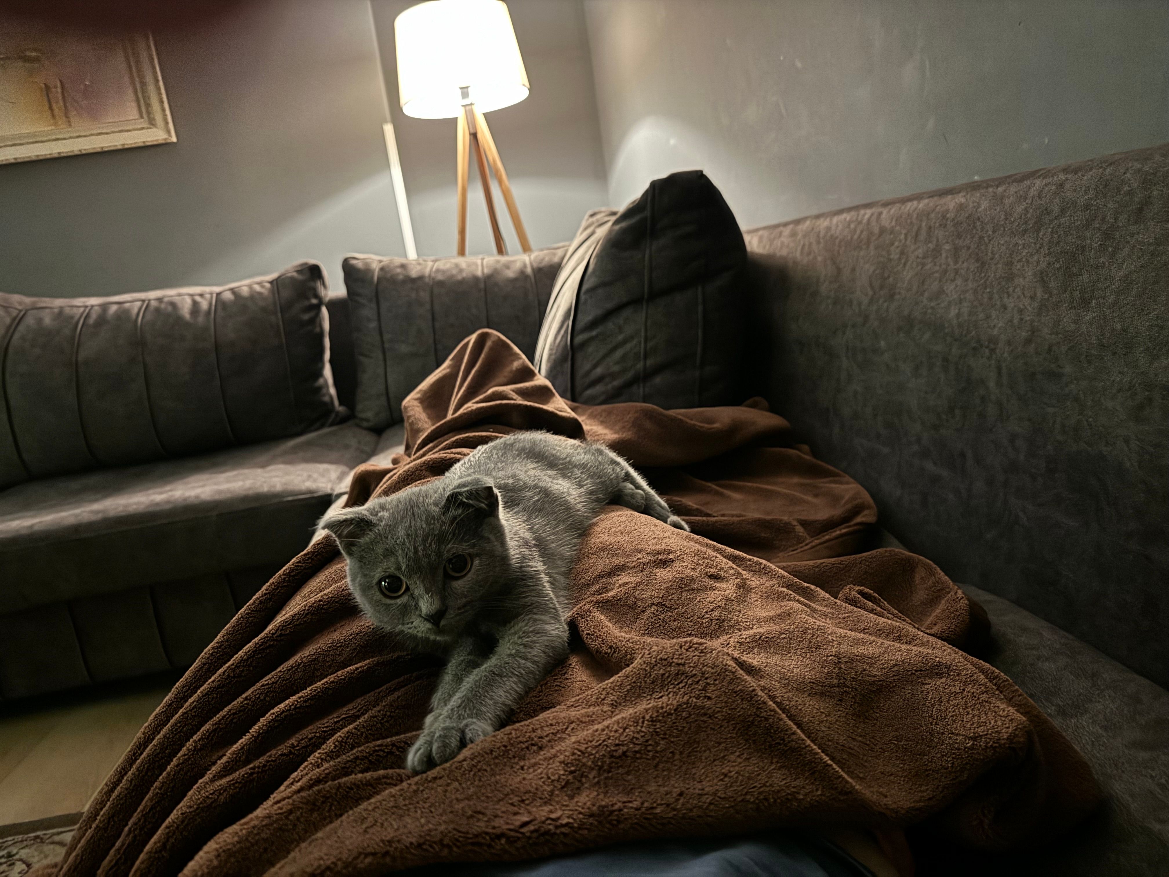 Micheta - Rruga Peti, Tirana