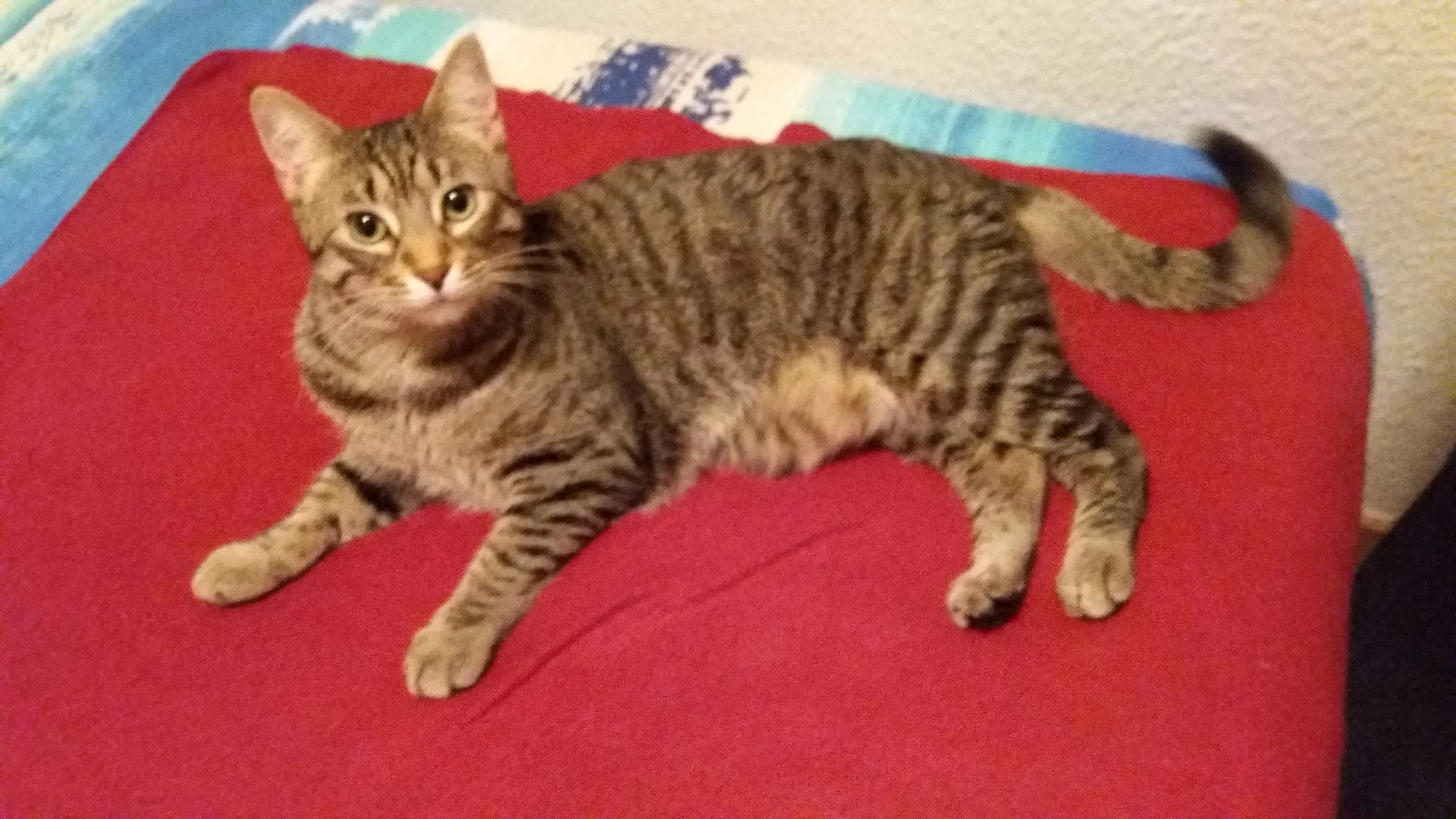 Newt - Passeig de la Mare de Déu del Coll 110, Barcelona