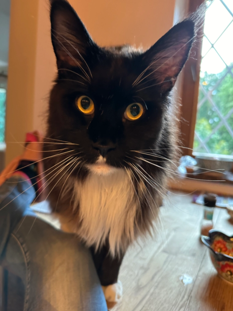 Baltazar - Via Castiglione, Pietrasanta