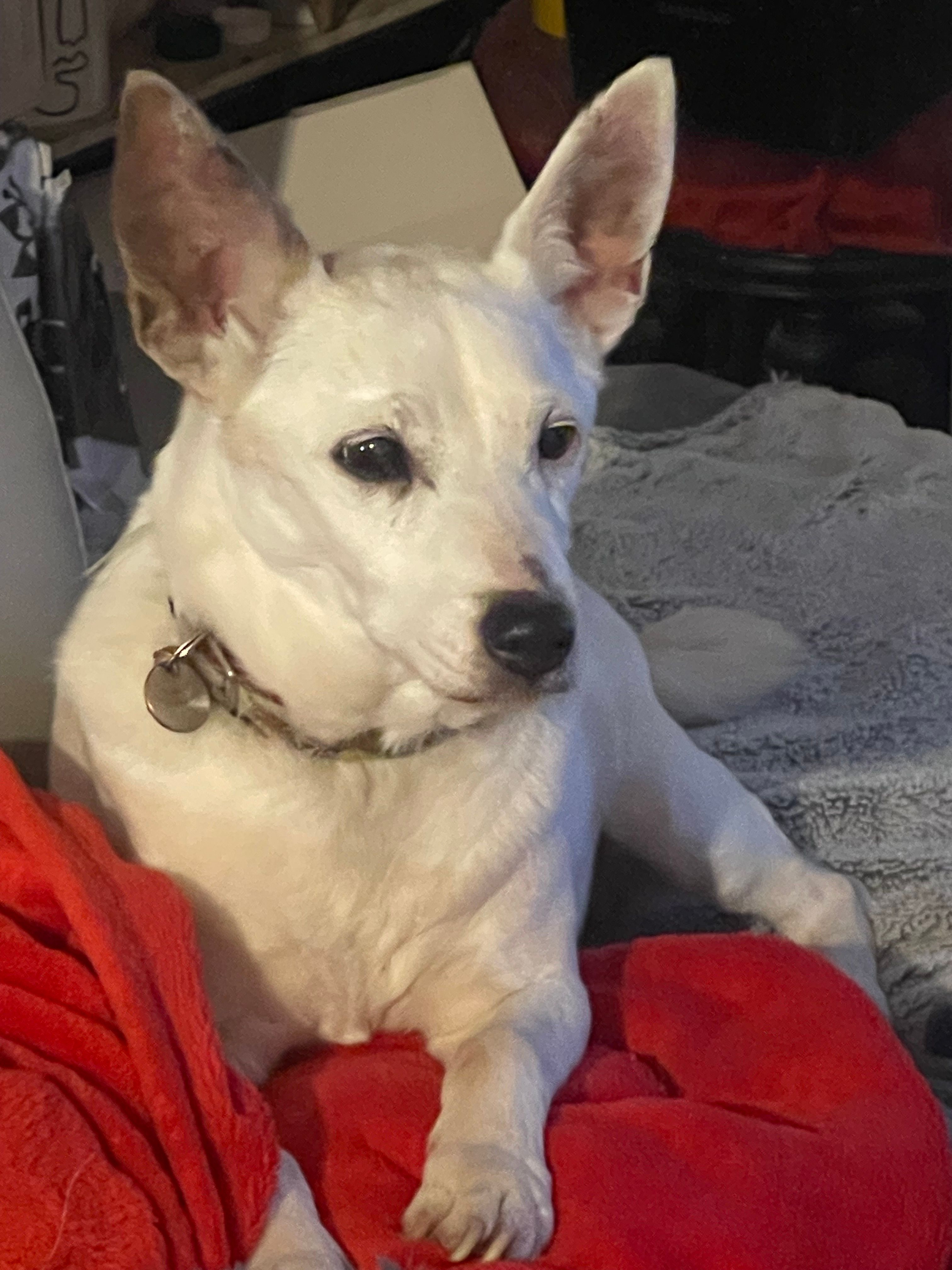 Dylane - Boulevard De La France Libre, Crozon