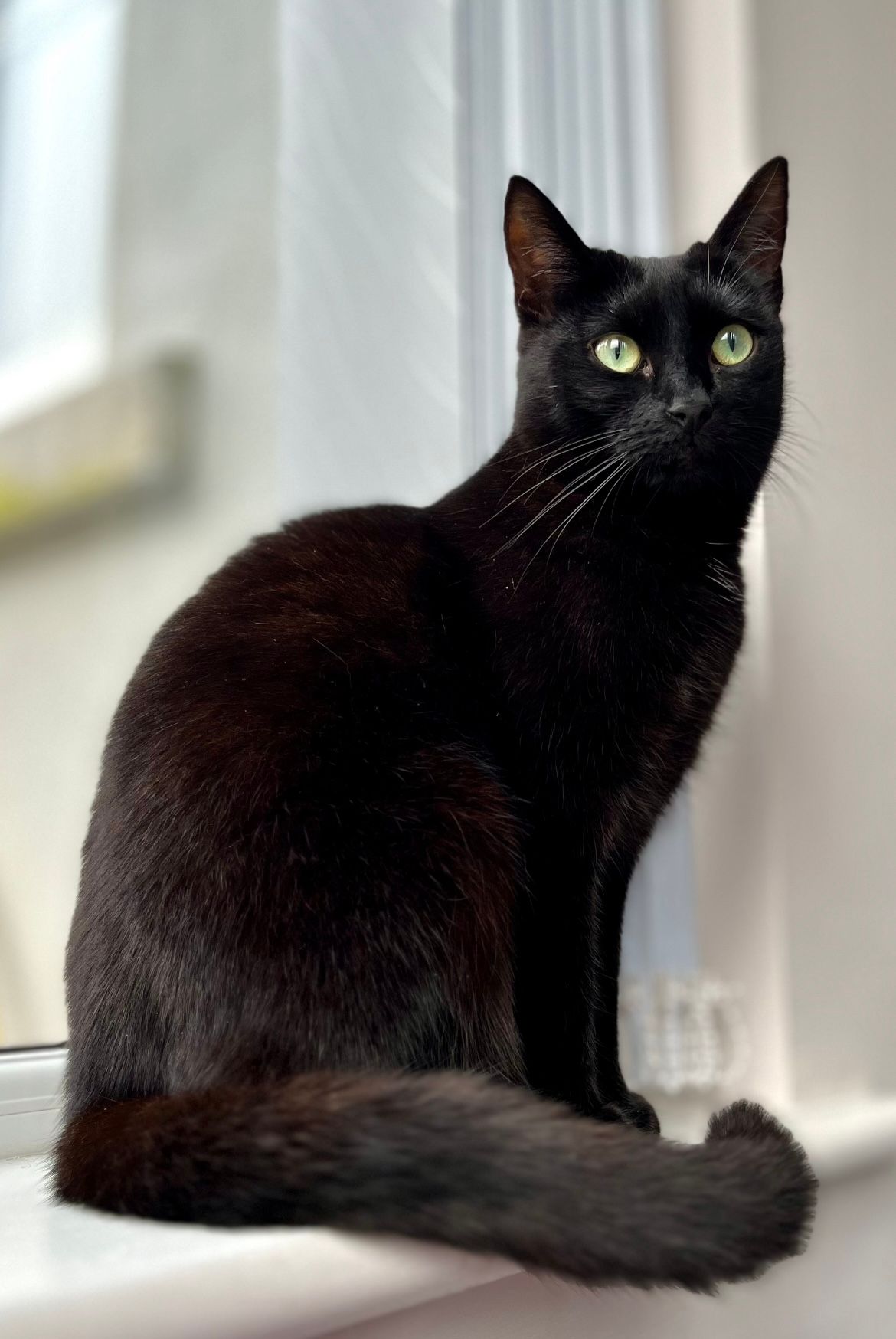 Blackie - Circular Road, Lisbellaw