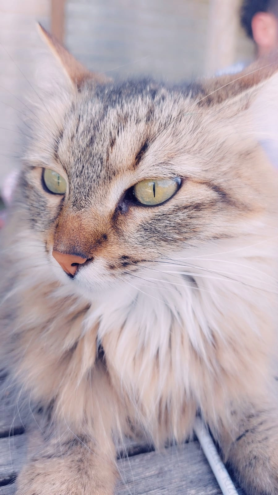 Chappie - 151 Rue du Fort, Collonges