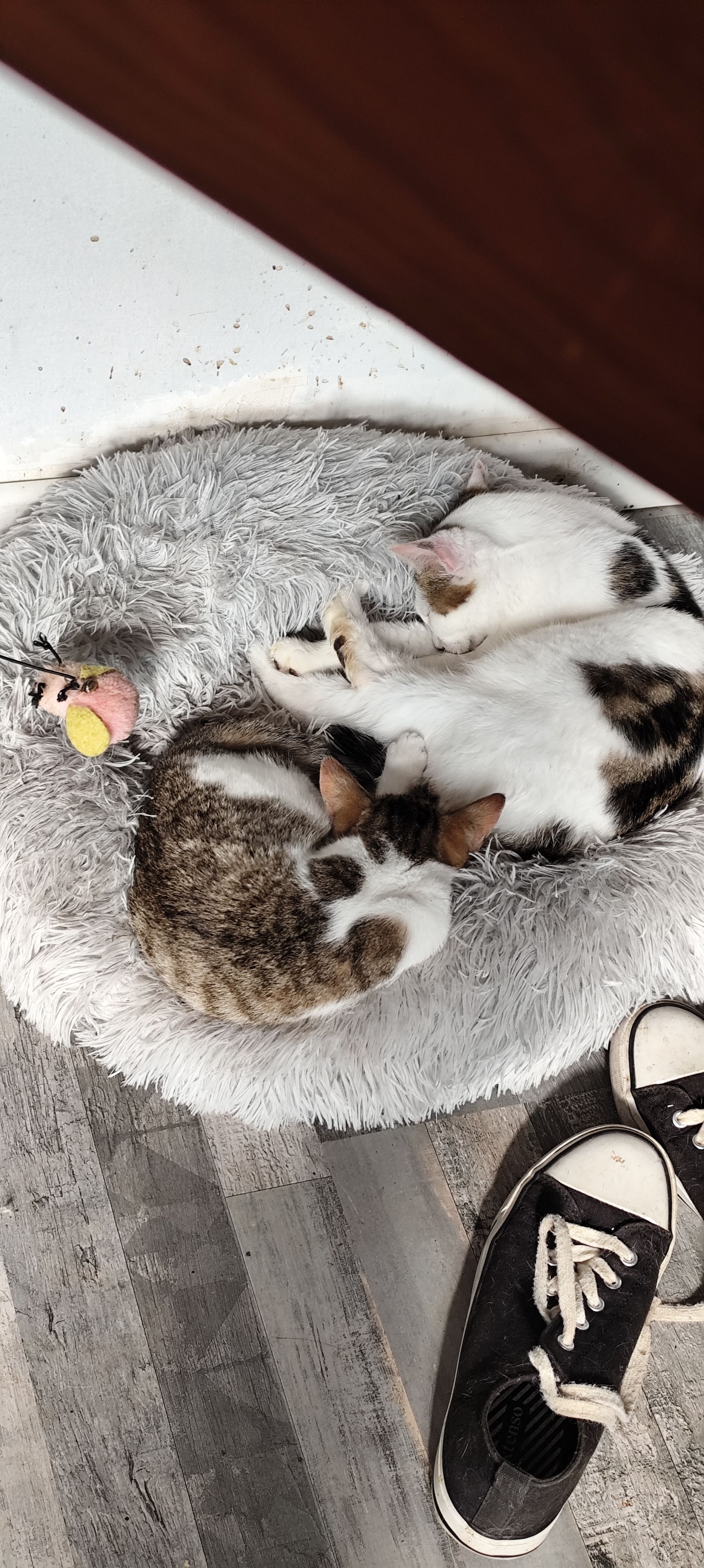 Vachette  - Résidence Les Hameaux de la Forêt, Châtellerault