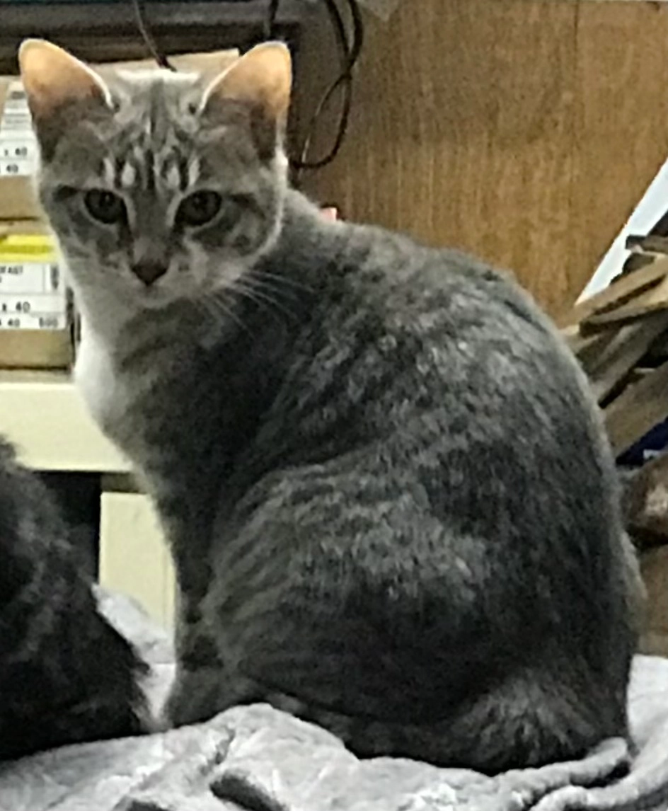 Winnie - Rue Du Muzard Du Haut, Saint-Germain-Nuelles