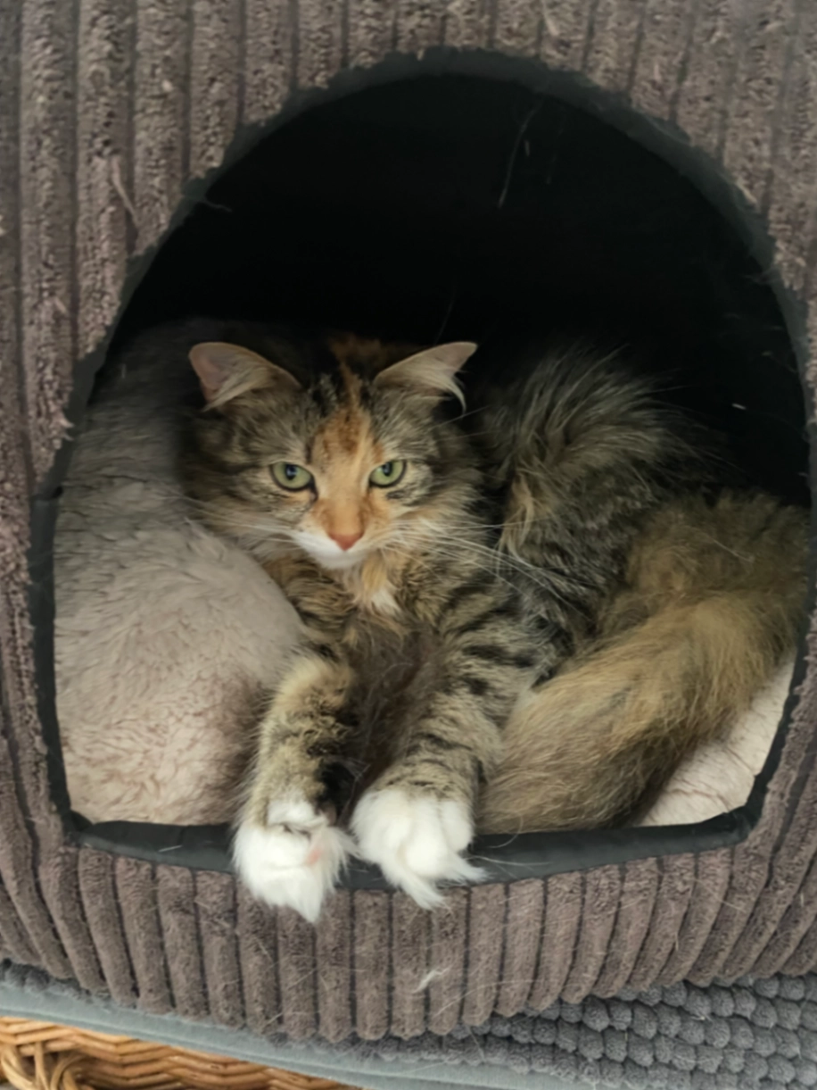 Cuki - Van Tienhovenlaan, Oisterwijk