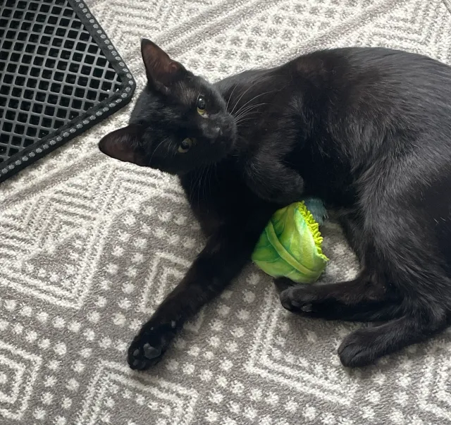 Olive - Lakeview Boulevard, Westland