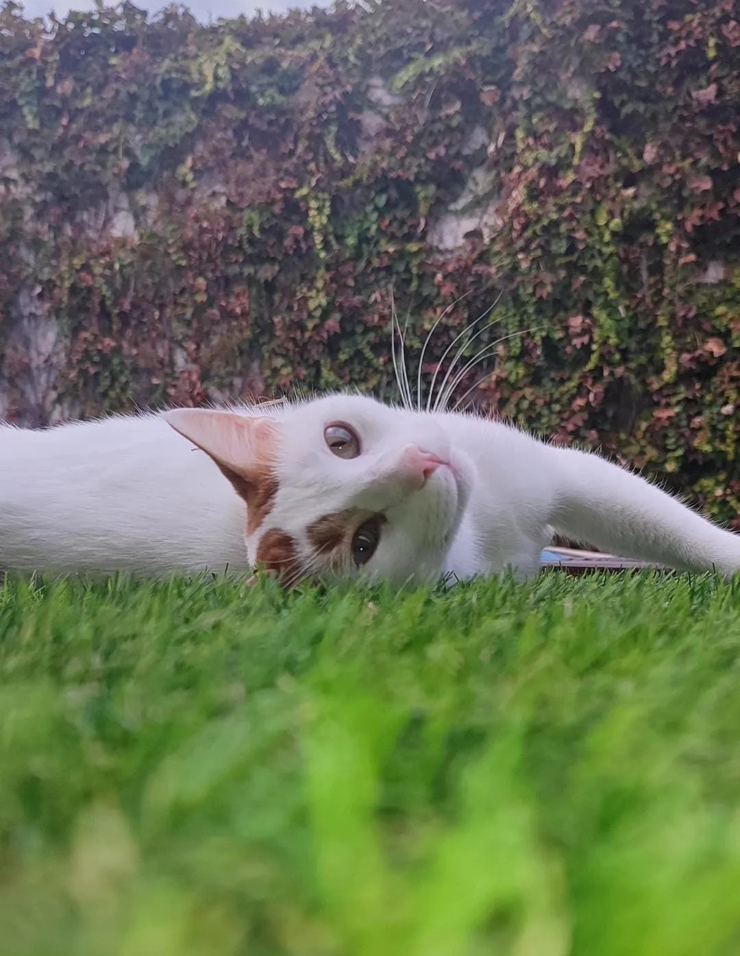 Nico - Avenida de la Legua, Toledo