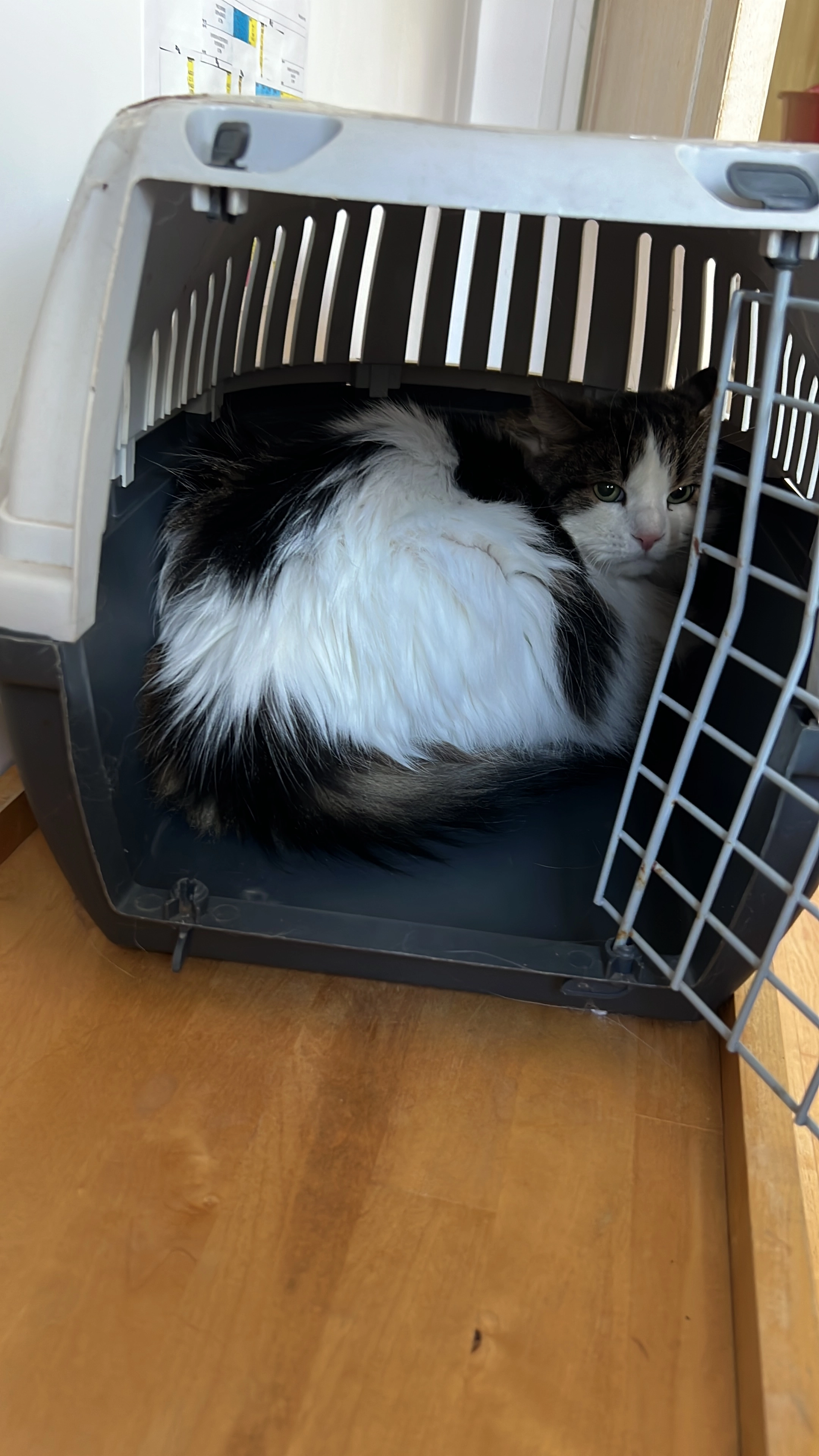 Chatouille  - 627 Chemin de la Mignonnette, Vallauris