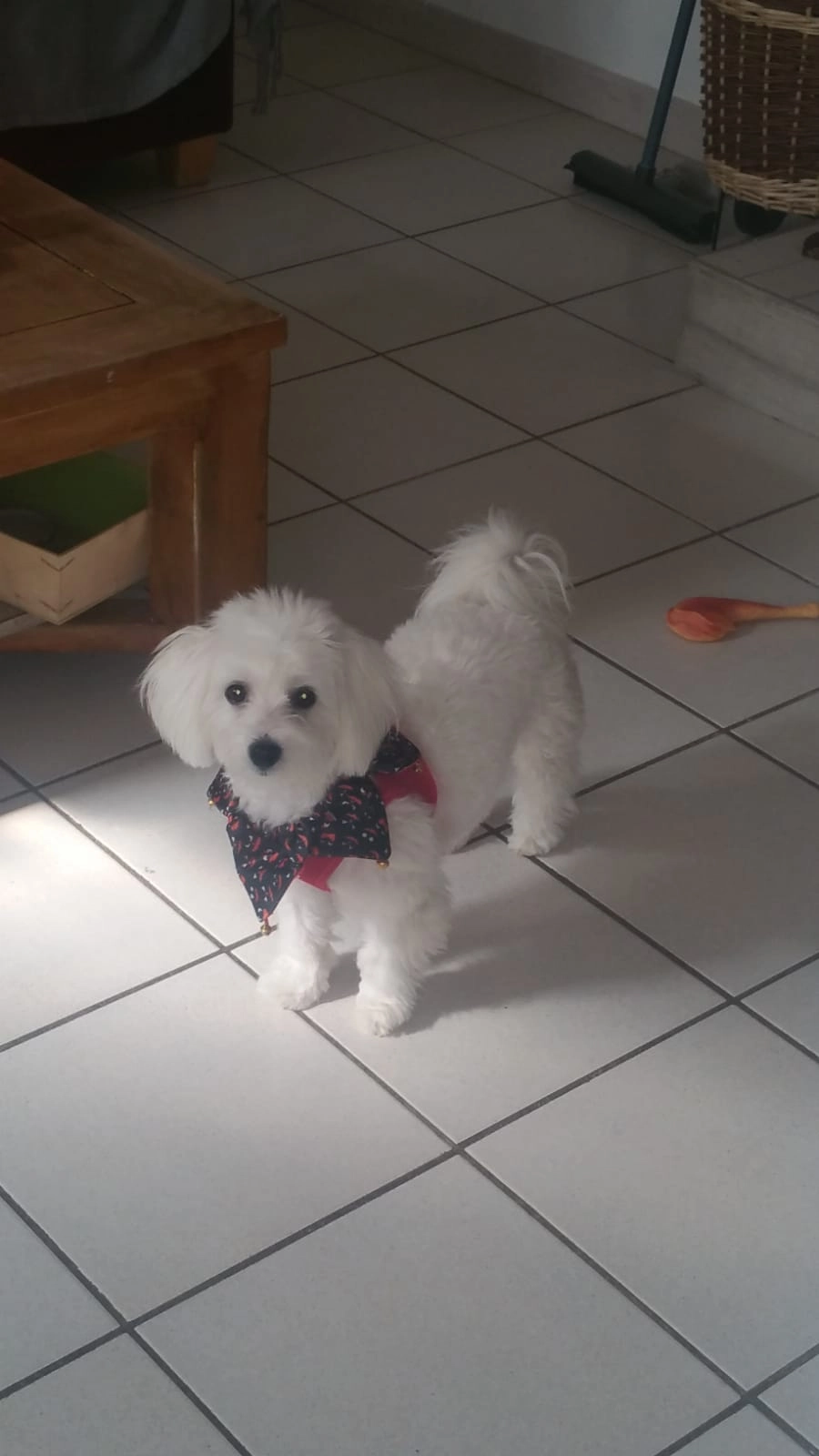 ISIS - 1 Rue Granet, Sanary-sur-Mer