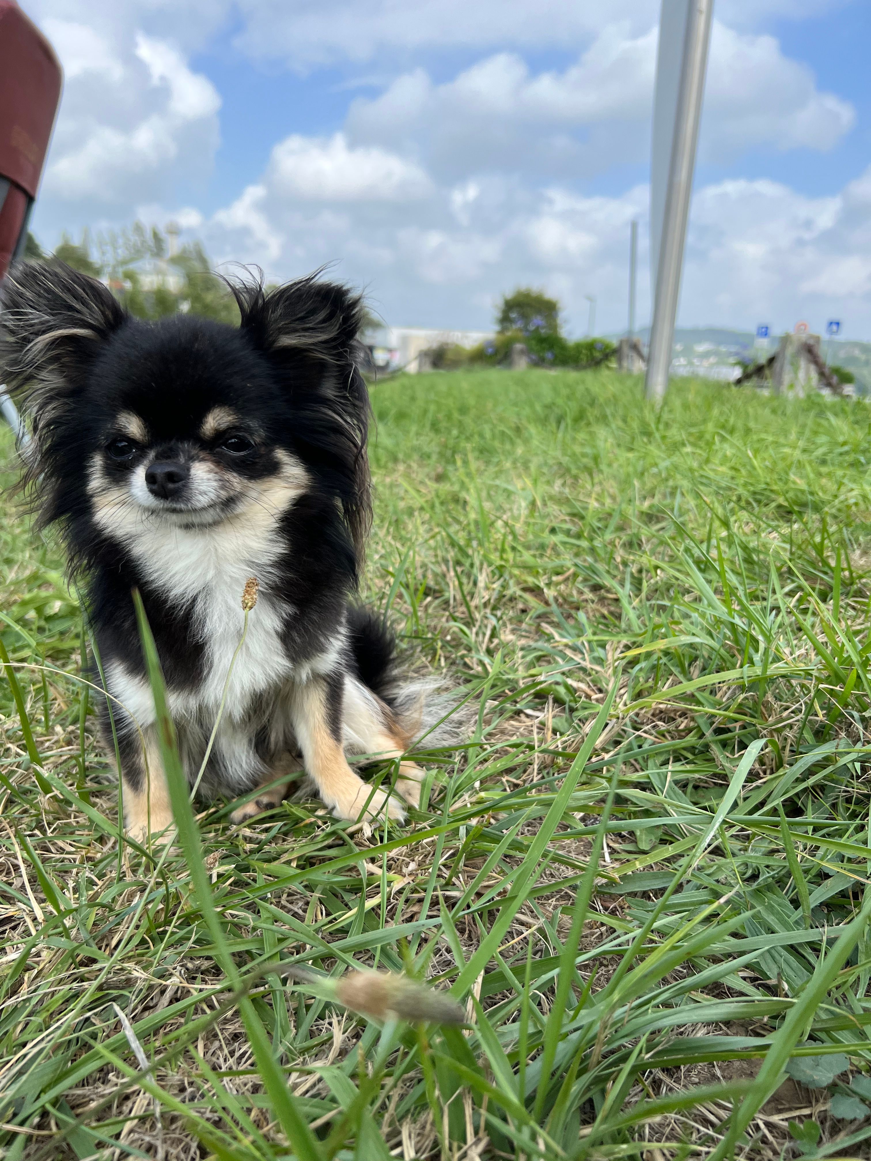 Thais - 13 Rue Molière, Landerneau