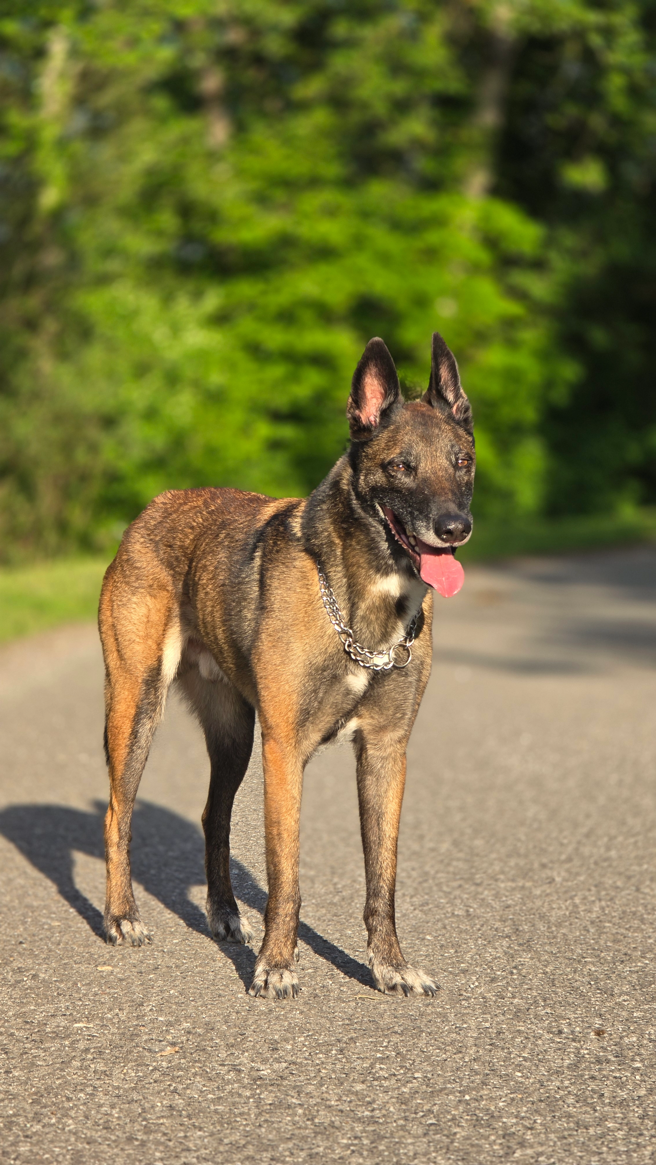 Tyron - Avenue Des Aravis, Saint-Pierre-en-Faucigny