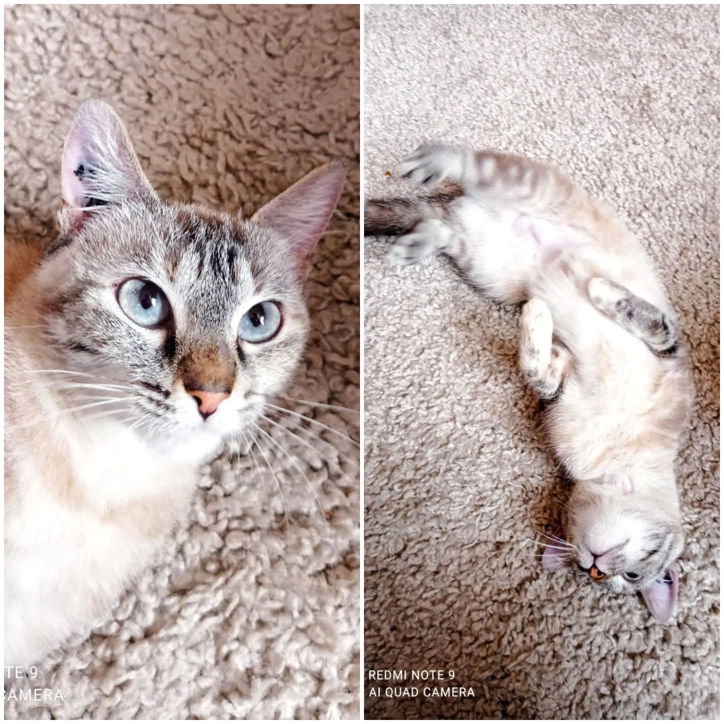 BALI  - 39 Avenue de Castellane, Port-Vendres