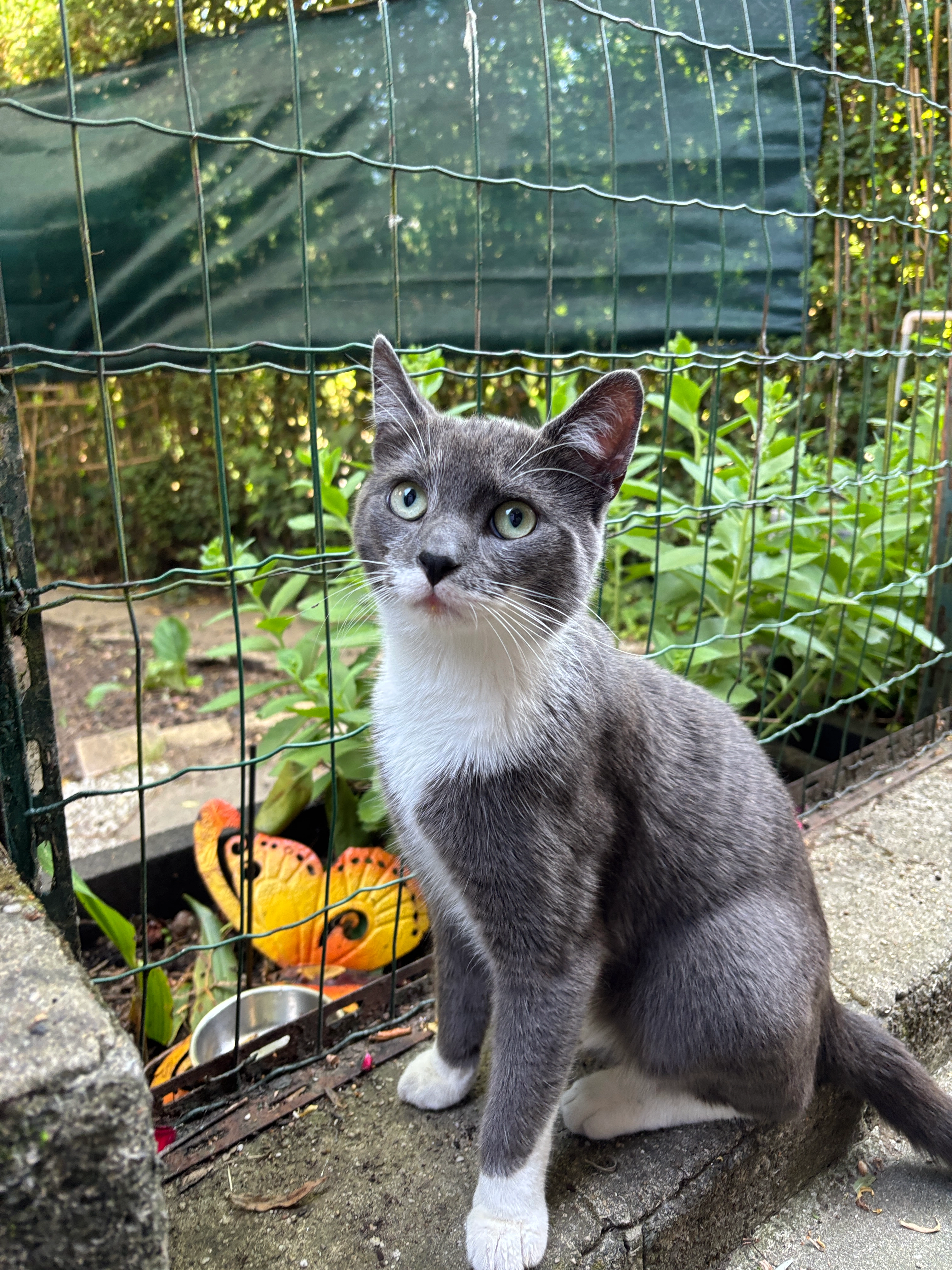 paillette  - Place Séverine, Anderlecht