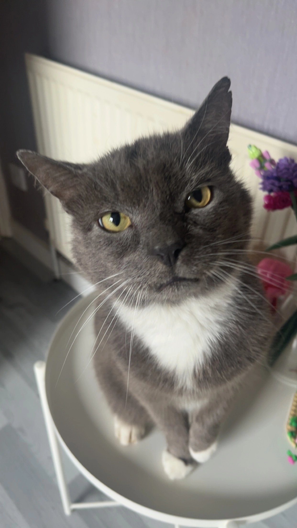 Toby  - Marmion Place, Cumbernauld