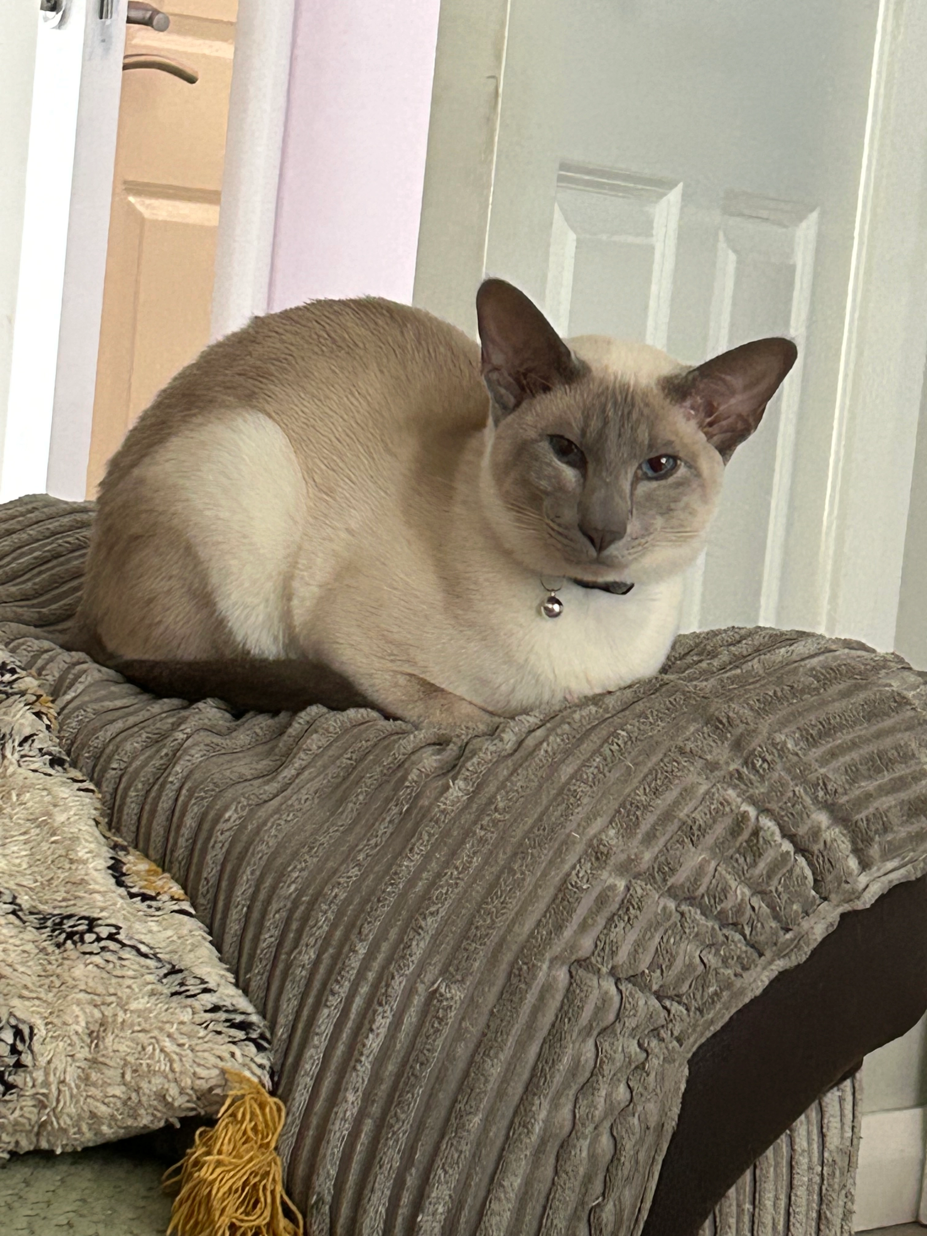 Jake - 2C Springfield Avenue, Belfast