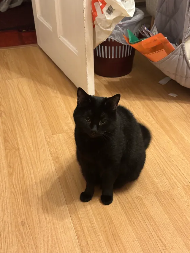 Minnie - Tolworth Road, Surbiton