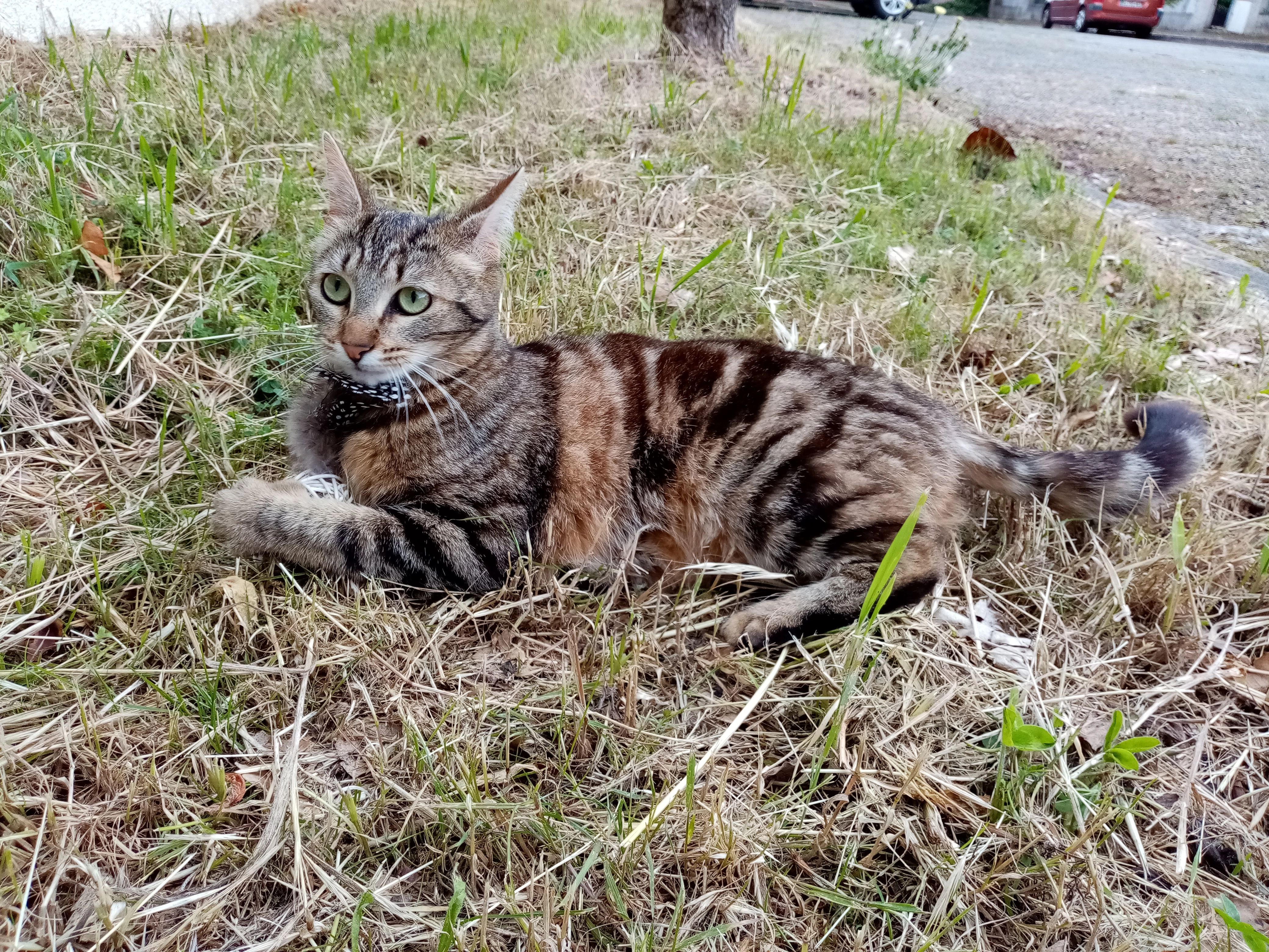 Litchi - Allée de l'Ermitage, Auzeville-Tolosane